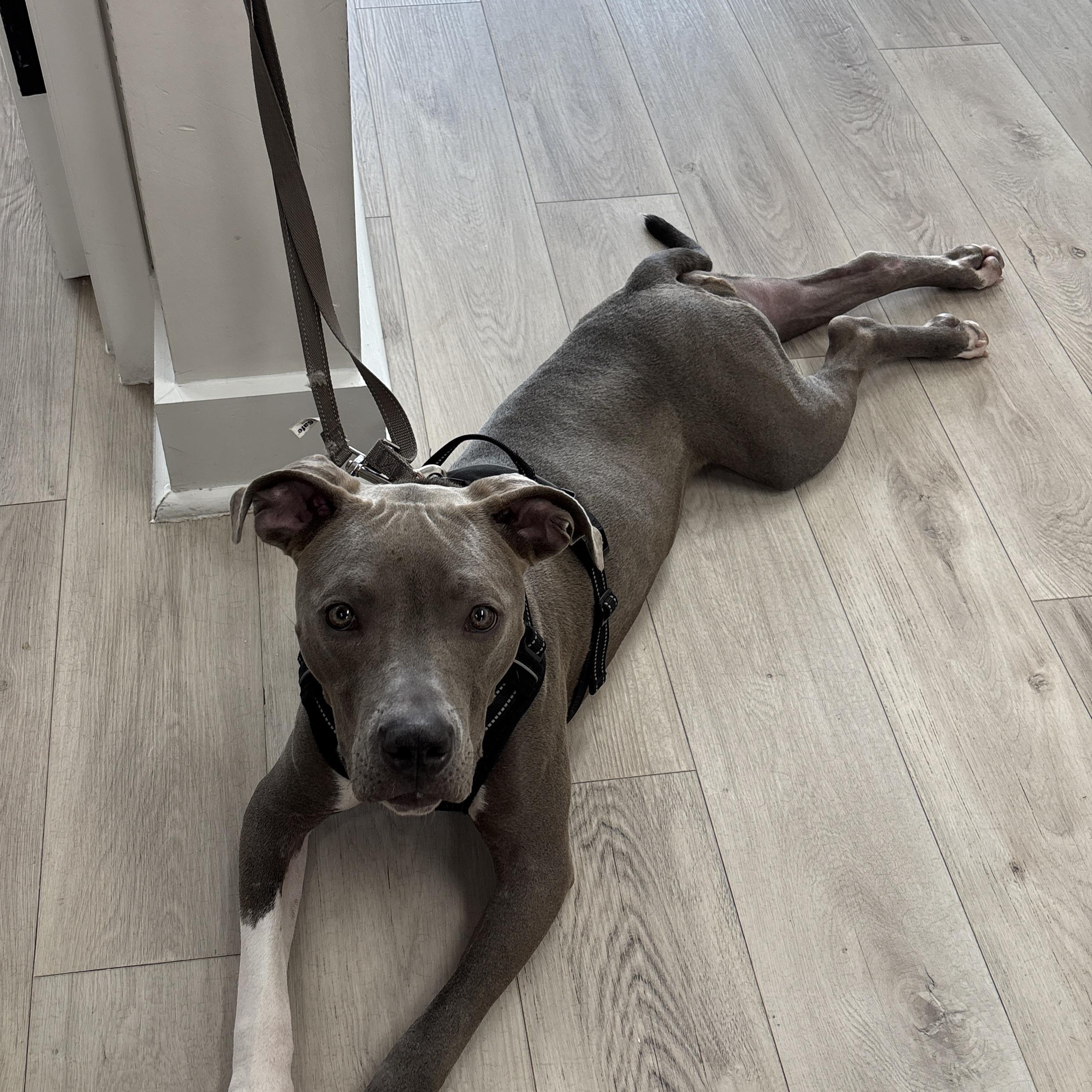Lil Baby, a ADOPTABLE mixed breed in Jersey City, NJ image 6/6