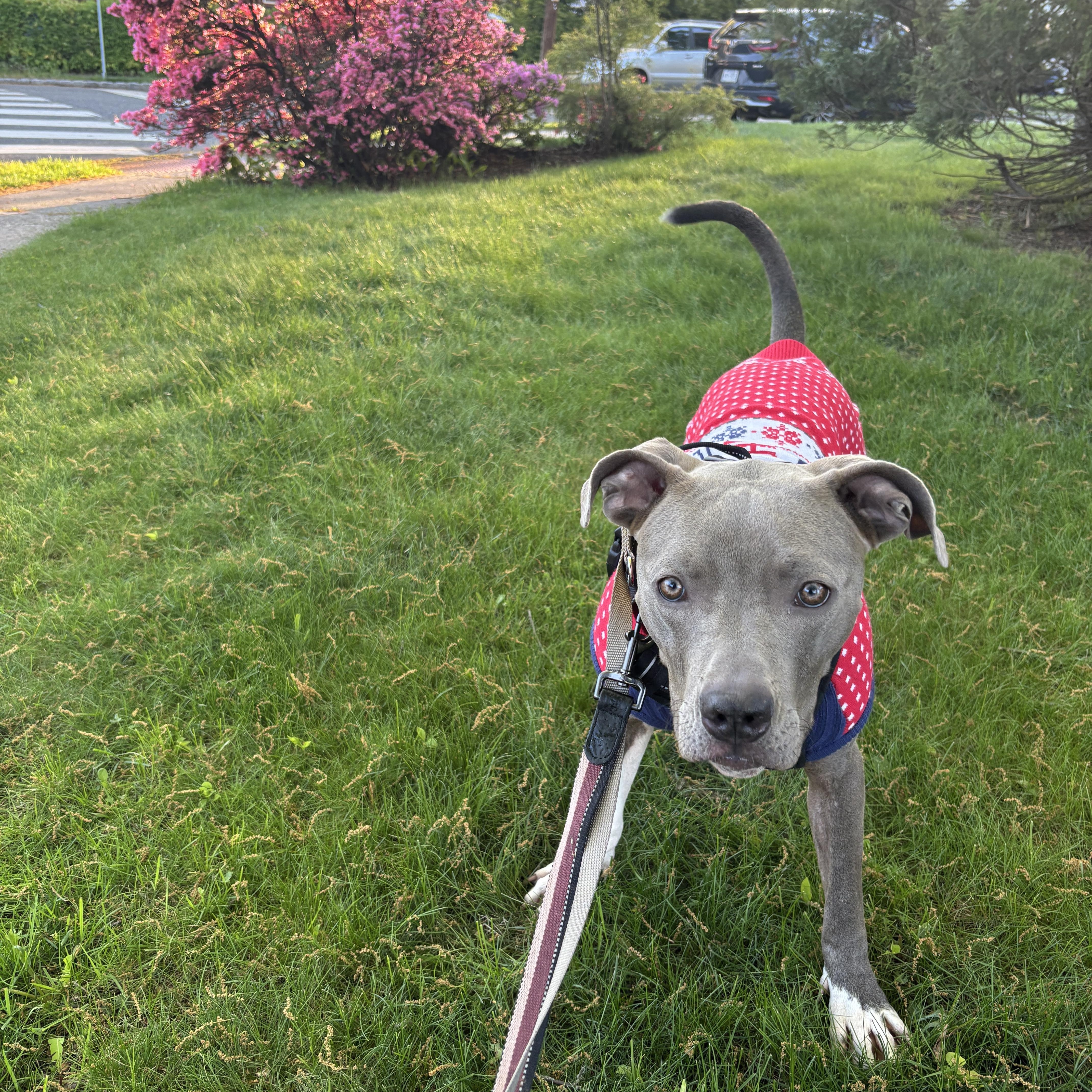Lil Baby, a ADOPTABLE mixed breed in Jersey City, NJ image 2/6