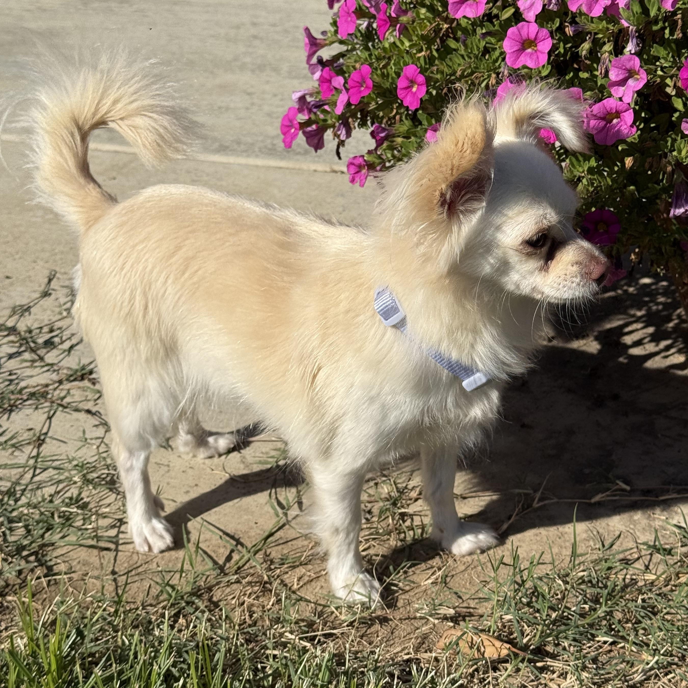 Princess, a Adoptable mixed breed in modesto, CA image 4/4