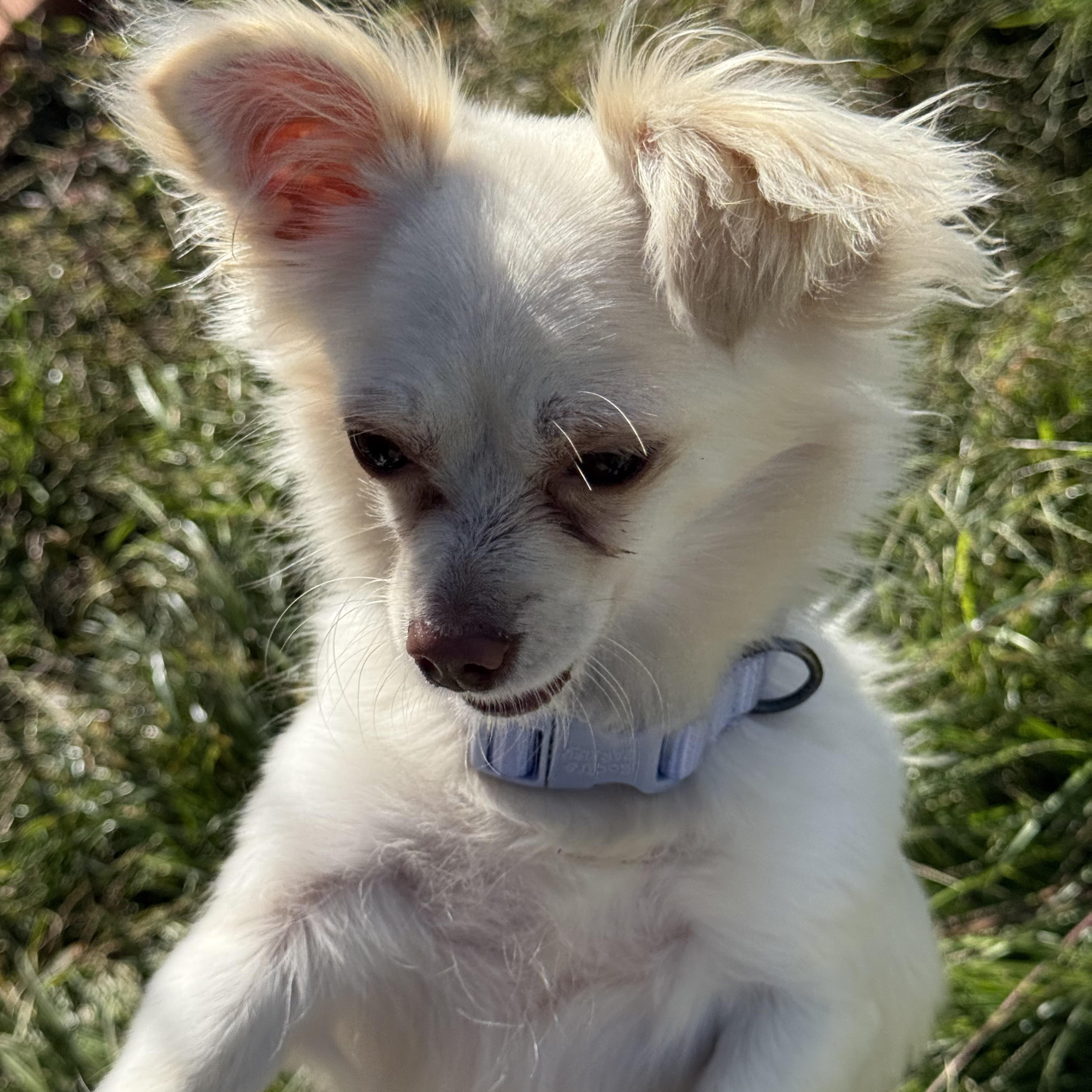 Princess, a Adoptable mixed breed in modesto, CA image 1/4