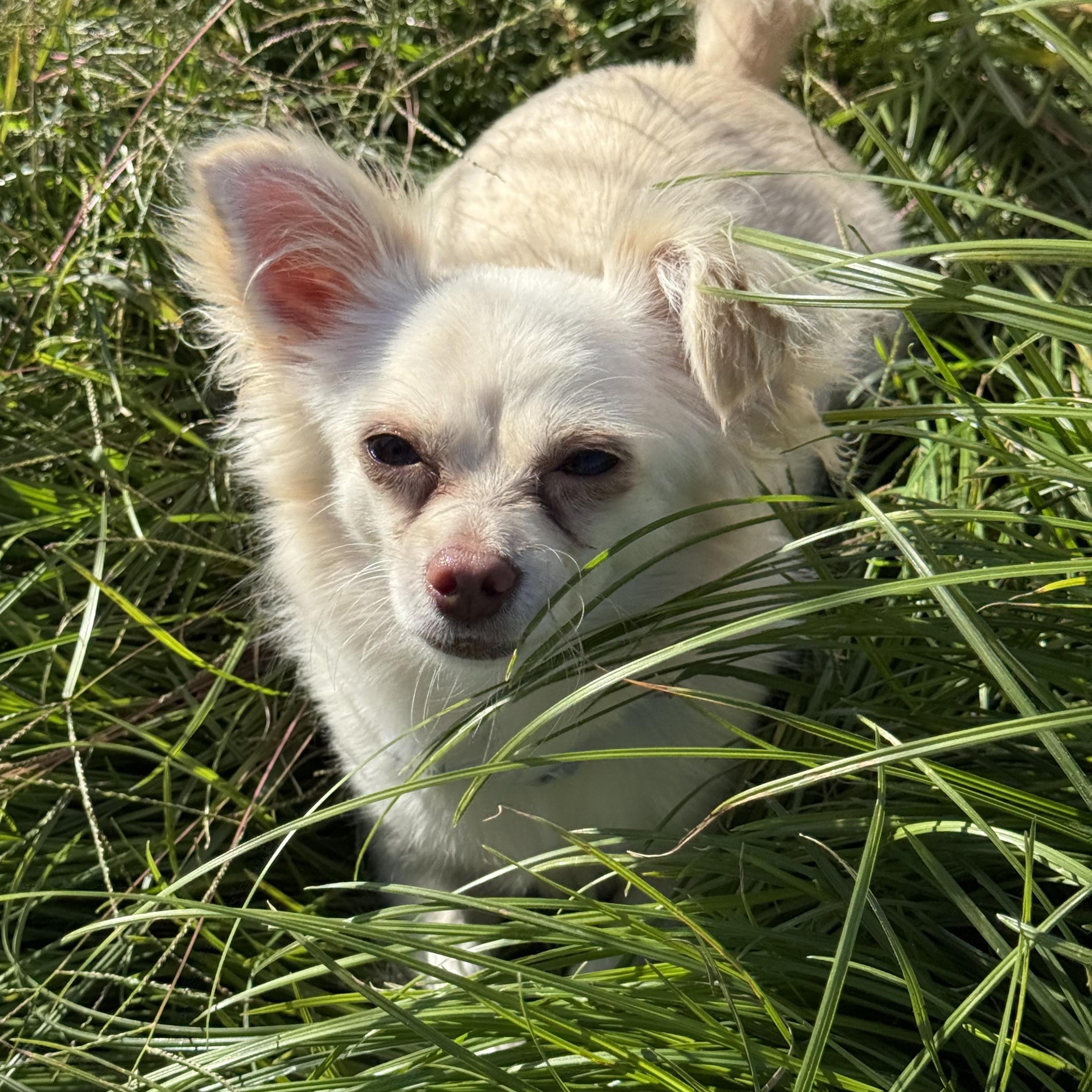 Princess, a Adoptable mixed breed in modesto, CA image 3/4