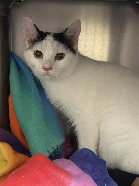 HOLSTEIN, Adoptable, Young Male Domestic Short Hair.