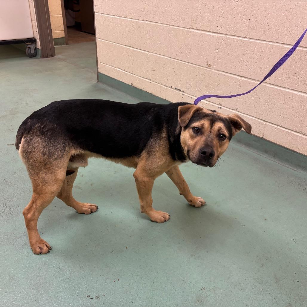 Ridge — thumbnail 2