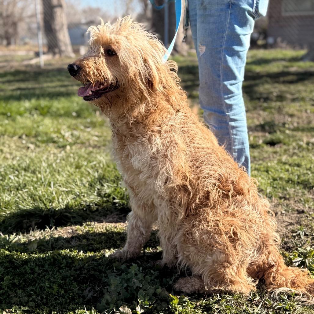 Sandy, Adoptable, Adult Female Golden Retriever.