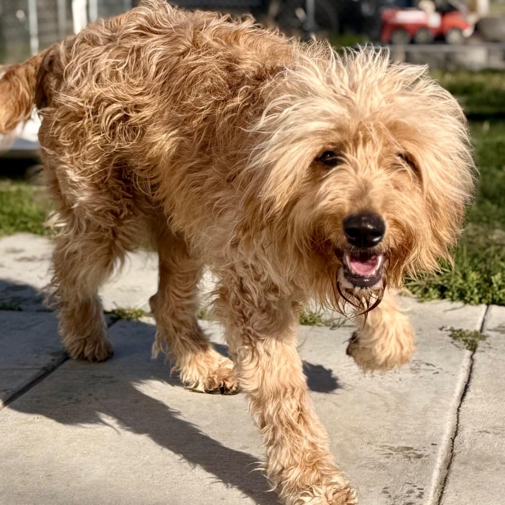Enlarge Sandy, a Adoptable Golden Retriever in West Richland, WA image 2/6