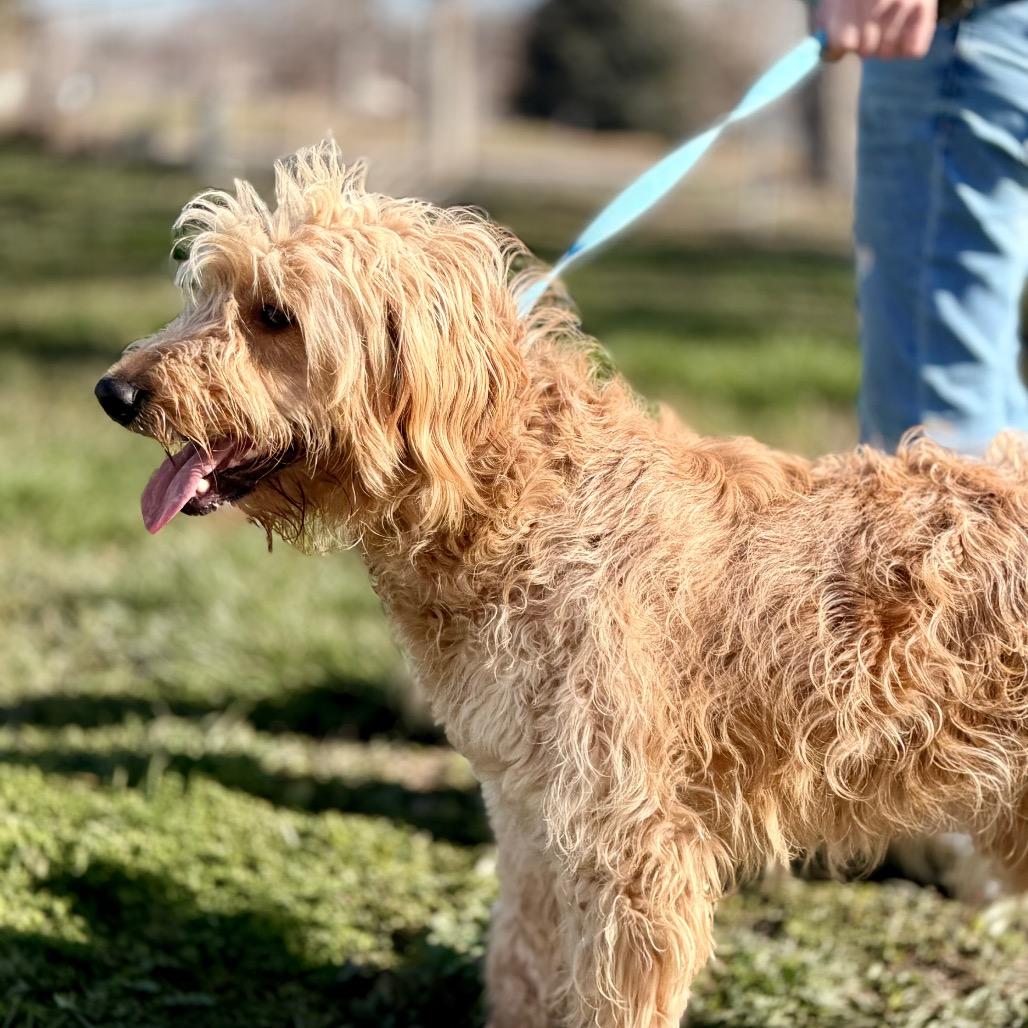 Enlarge Sandy, a Adoptable Golden Retriever in West Richland, WA image 3/6