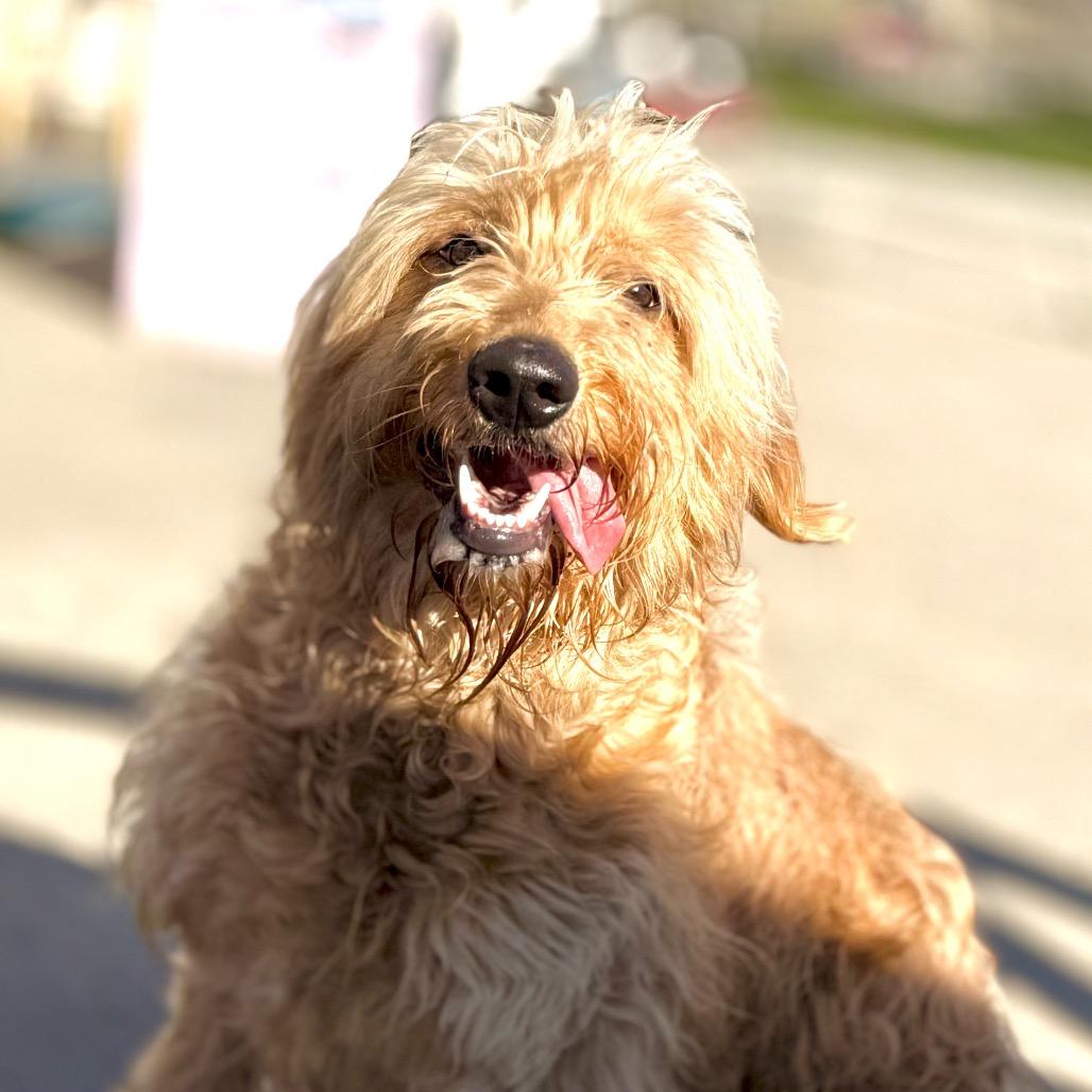 Enlarge Sandy, a Adoptable Golden Retriever in West Richland, WA image 4/6
