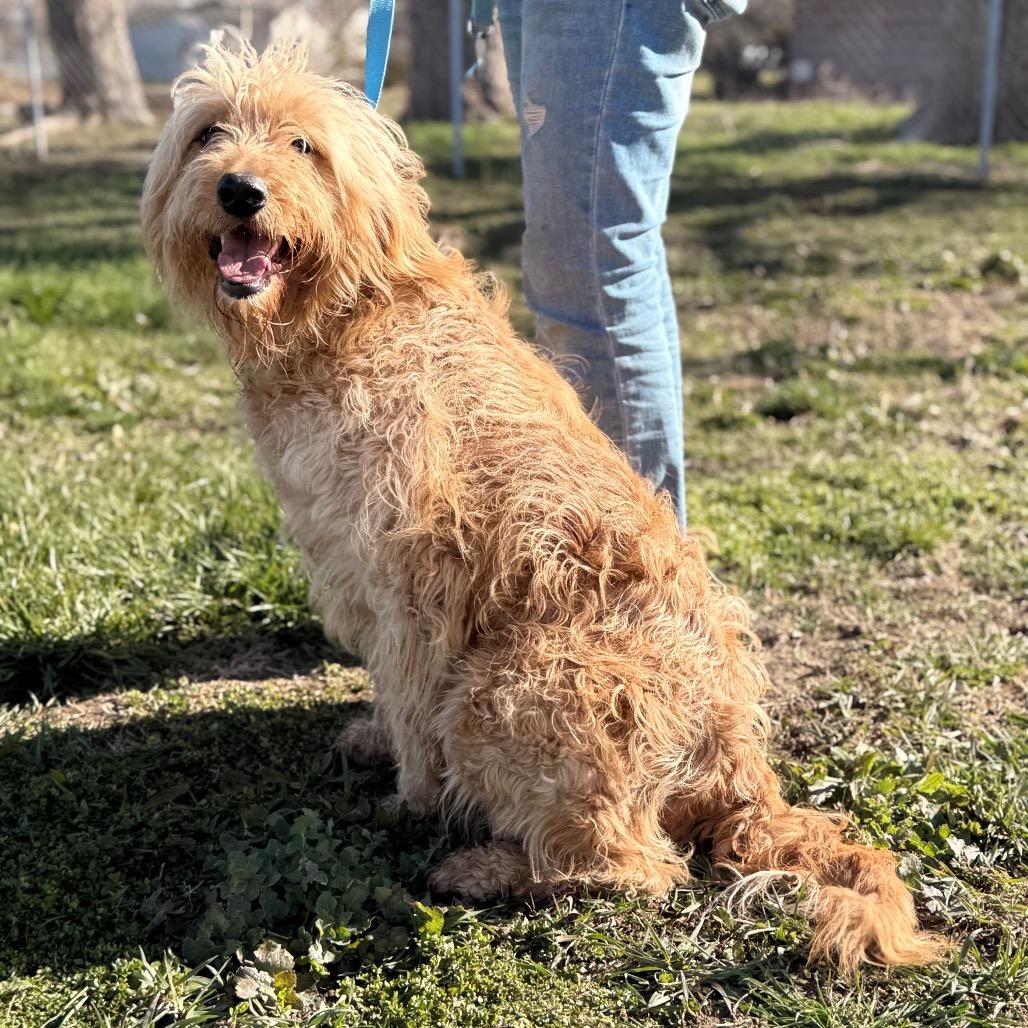 Enlarge Sandy, a Adoptable Golden Retriever in West Richland, WA image 5/6