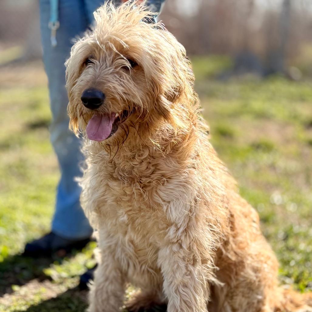 Enlarge Sandy, a Adoptable Golden Retriever in West Richland, WA image 6/6