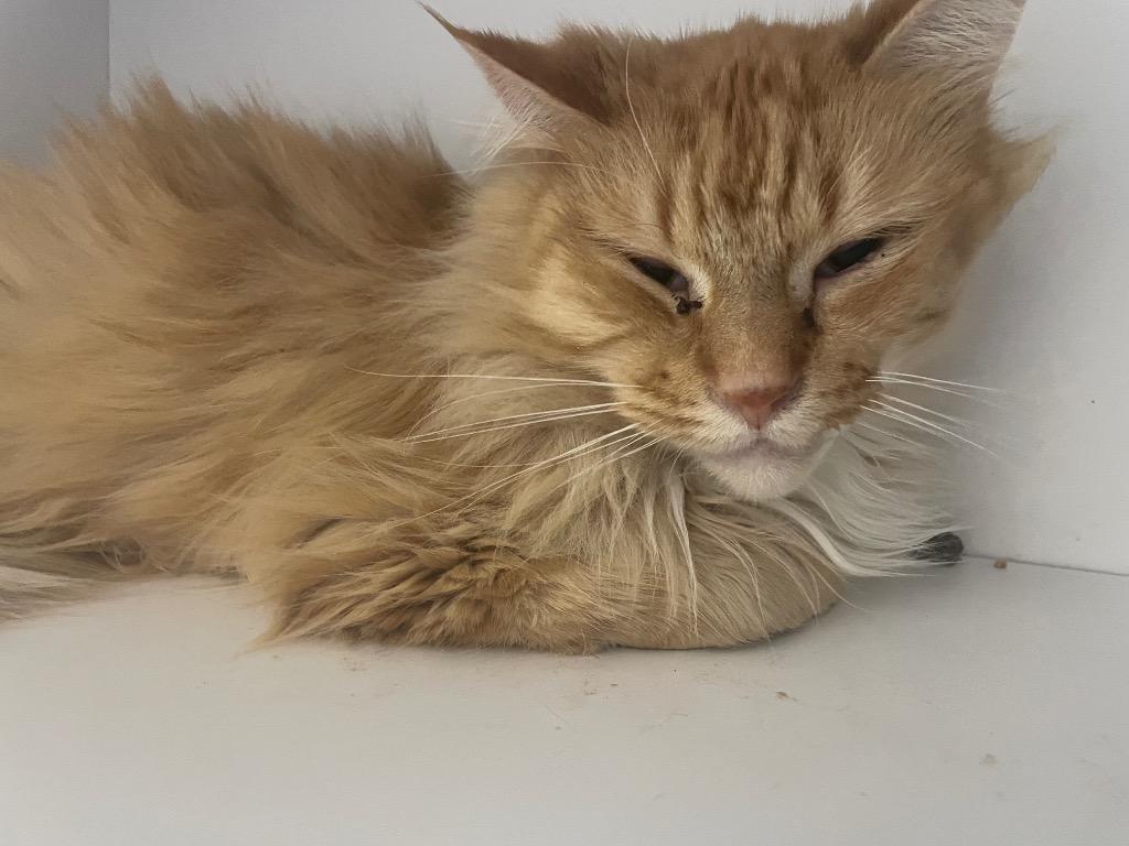 Fluffer, Adoptable, Adult Male Domestic Long Hair.