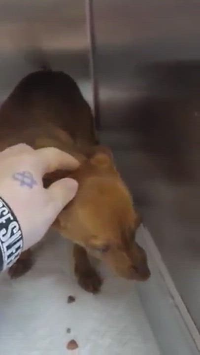 Enlarge Poppy, a Adopted mixed breed in Fredericksburg, VA video 6/11