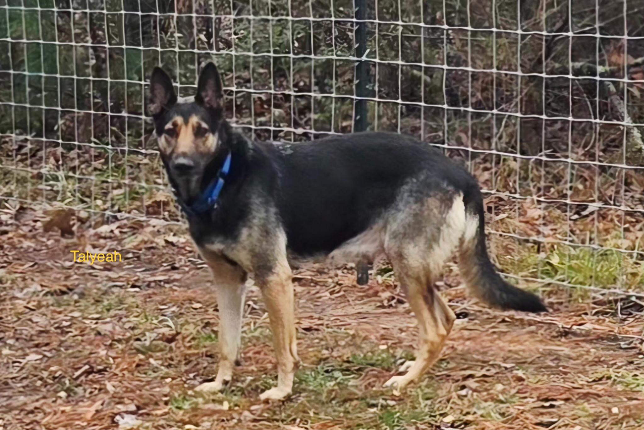 Enlarge Talyeah, a ADOPTABLE German Shepherd Dog in Rome, GA image 1/2