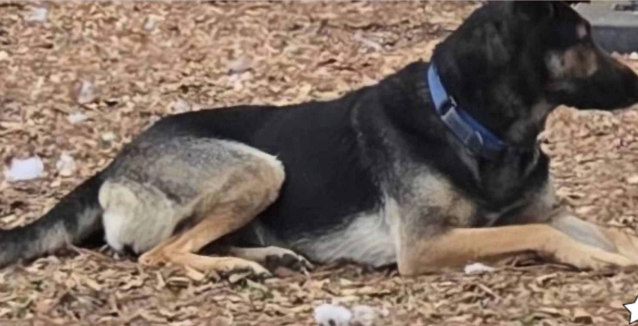 Enlarge Talyeah, a ADOPTABLE German Shepherd Dog in Rome, GA image 2/2