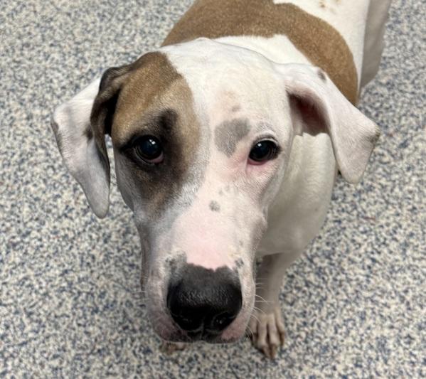 Enlarge Pinky, a Adoptable mixed breed in Golden, CO image 1/6