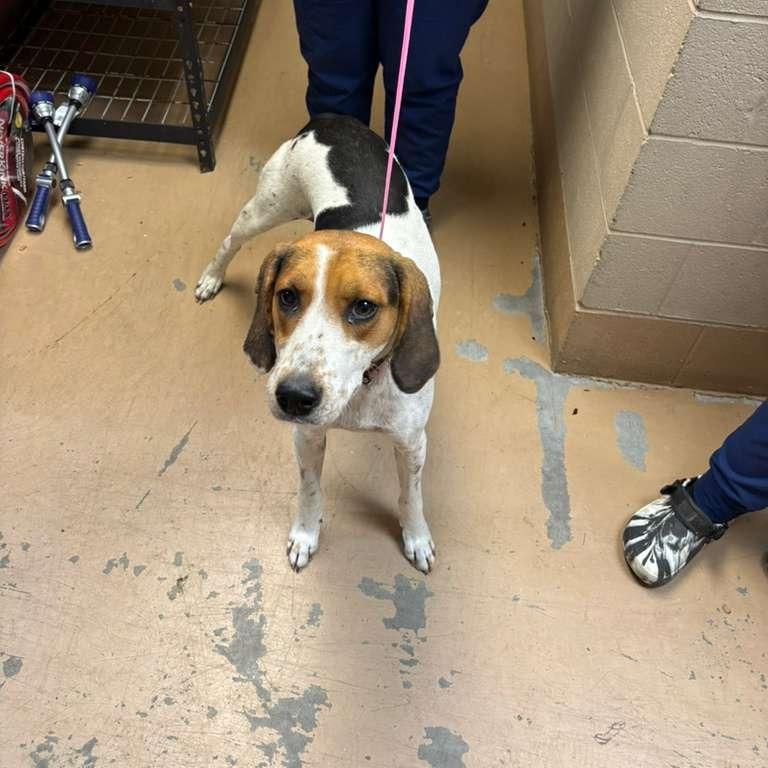 Enlarge Dahlia, a Adoptable Mixed Breed in Gadsden, AL image 1/6