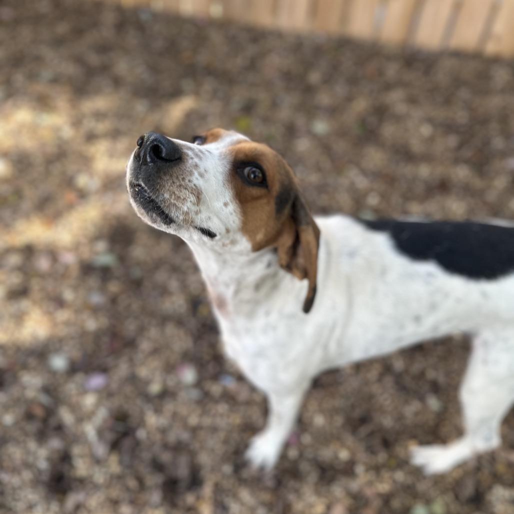 Enlarge Dahlia, a Adoptable Mixed Breed in Gadsden, AL image 3/6