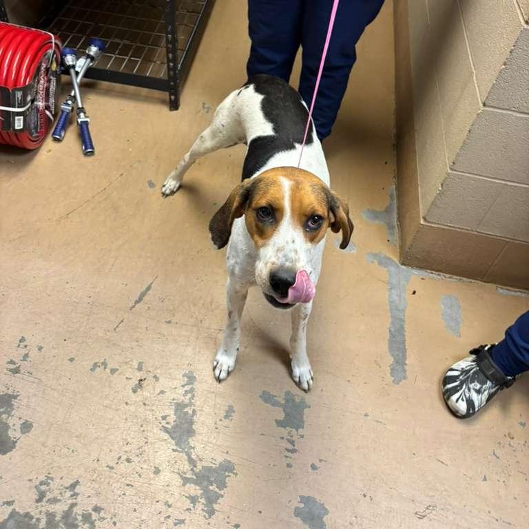 Enlarge Dahlia, a Adoptable Mixed Breed in Gadsden, AL image 5/6