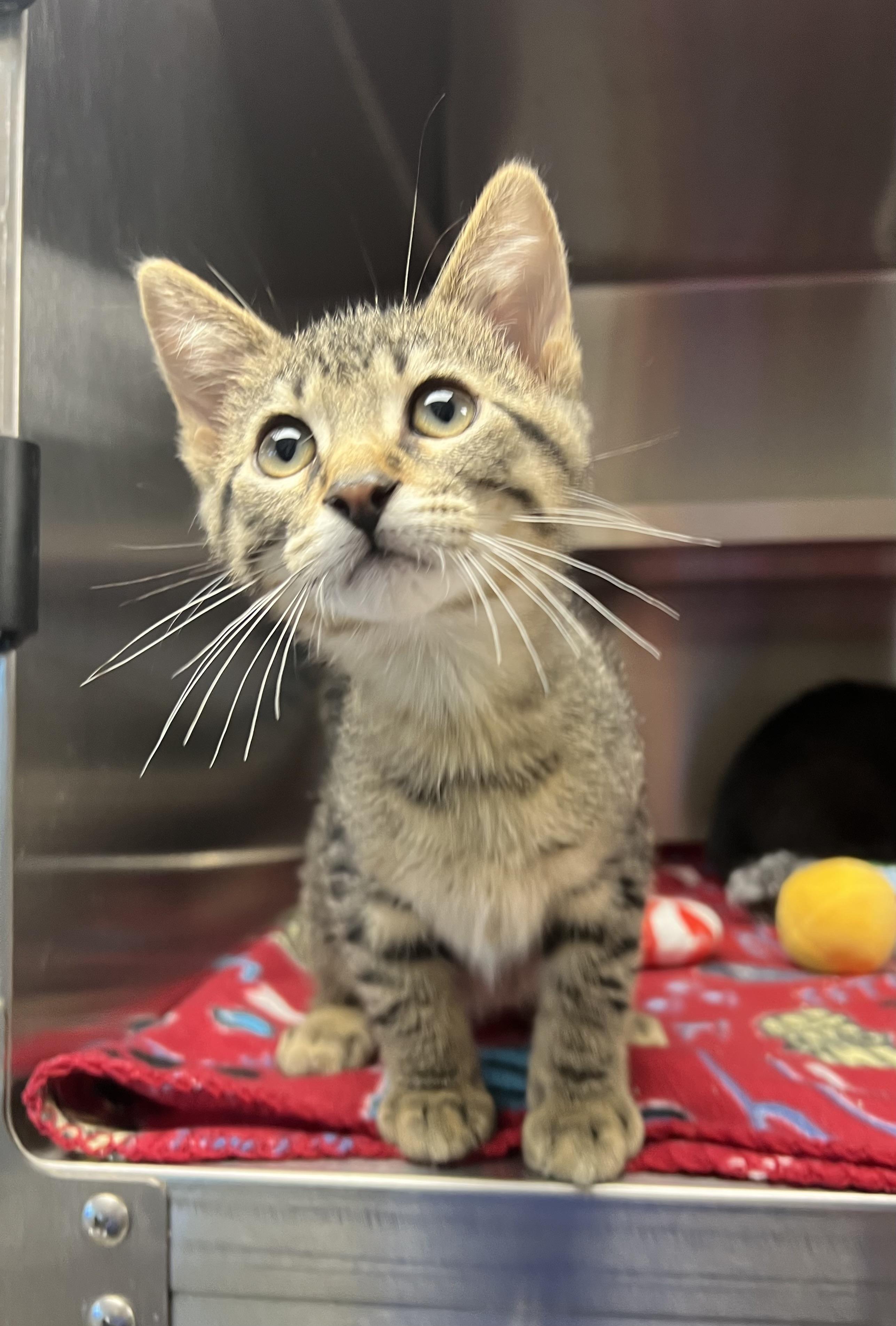 Stormy, Baby Male Domestic Short Hair