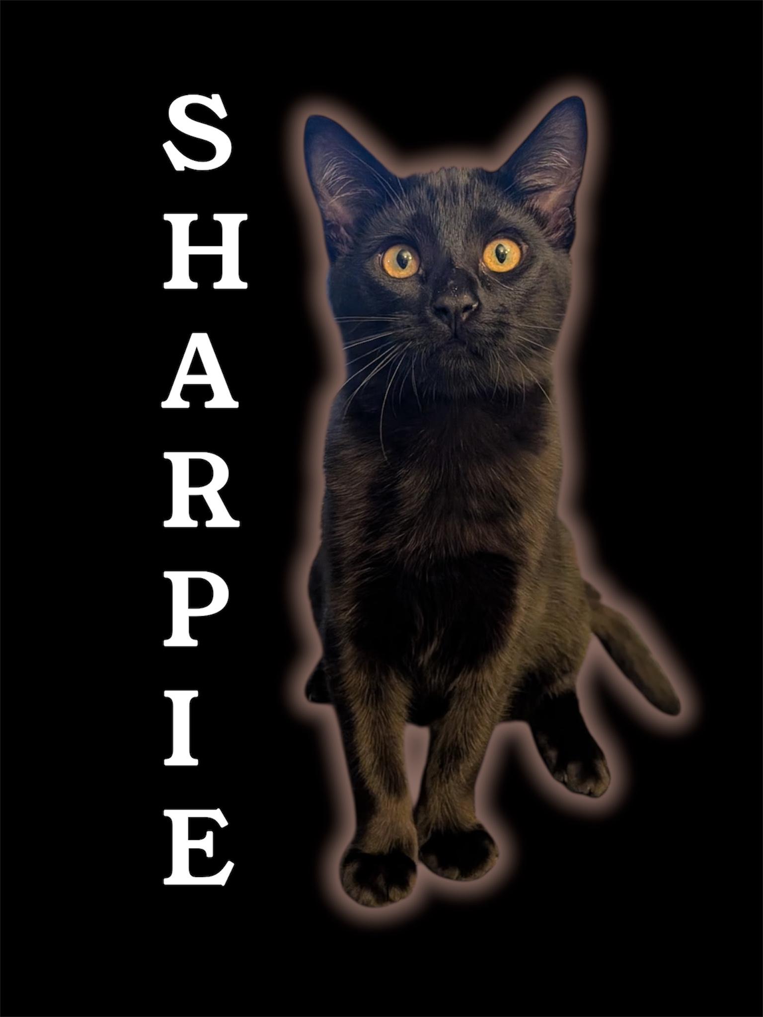 Enlarge Sharpie, a Adoptable Domestic Short Hair in Auburn, CA image 1/1