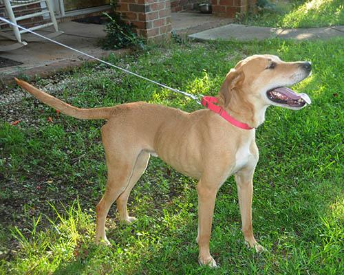 Enlarge Sarge, a Adoptable mixed breed in Wrightsville Beach, NC image 6/6