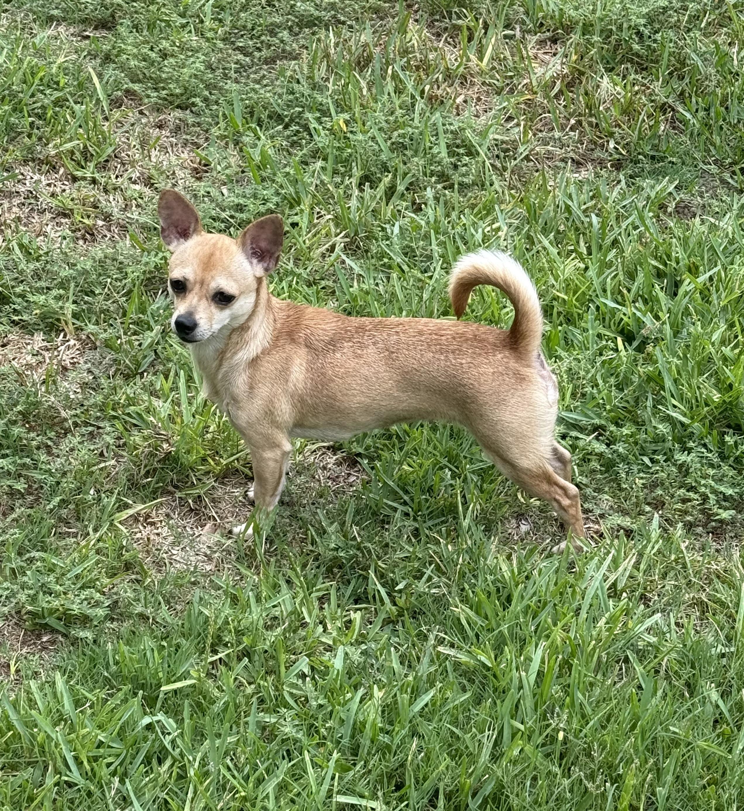 Annie, a ADOPTABLE mixed breed in Bradenton, FL image 2/6
