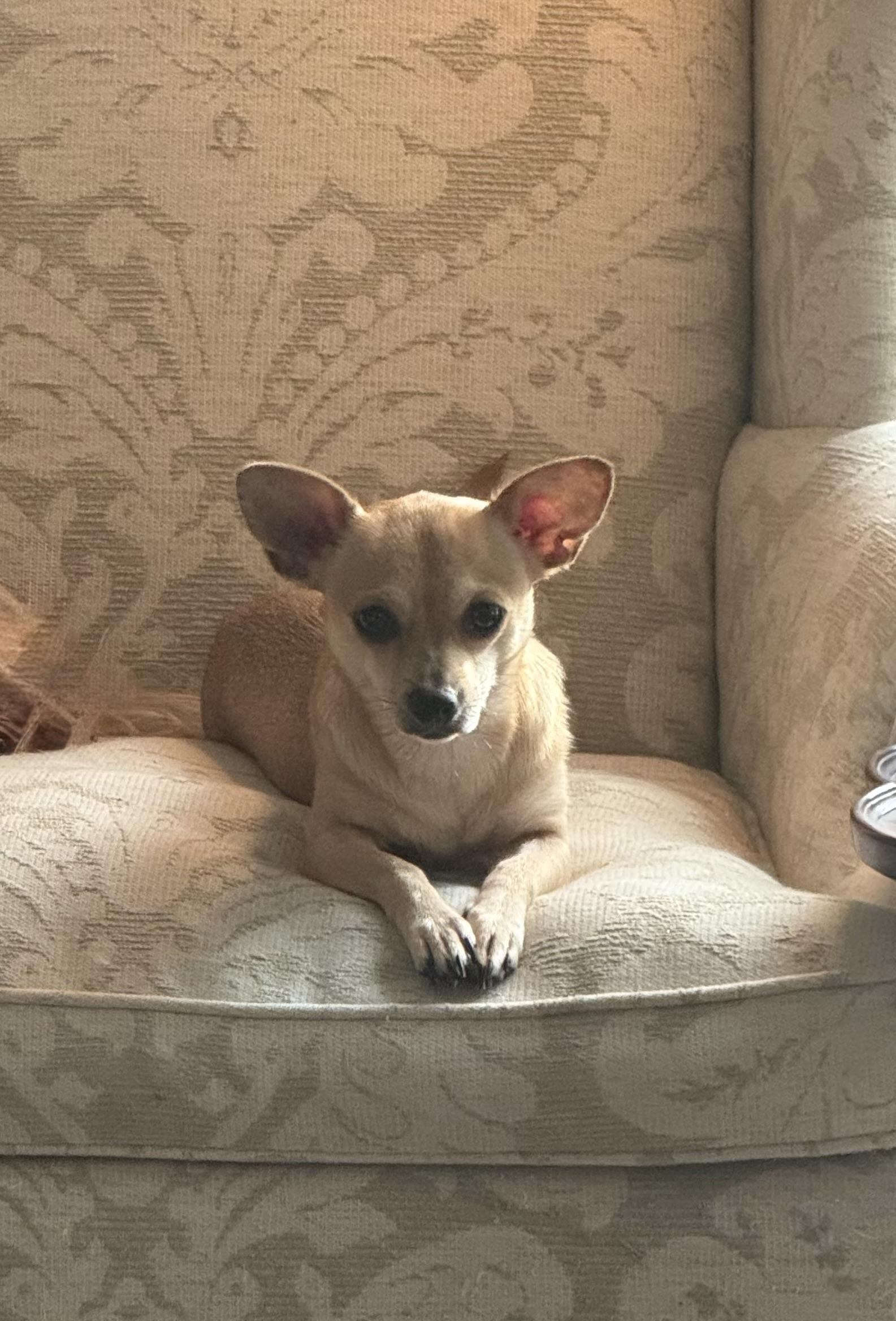 Annie, a ADOPTABLE mixed breed in Bradenton, FL image 6/6