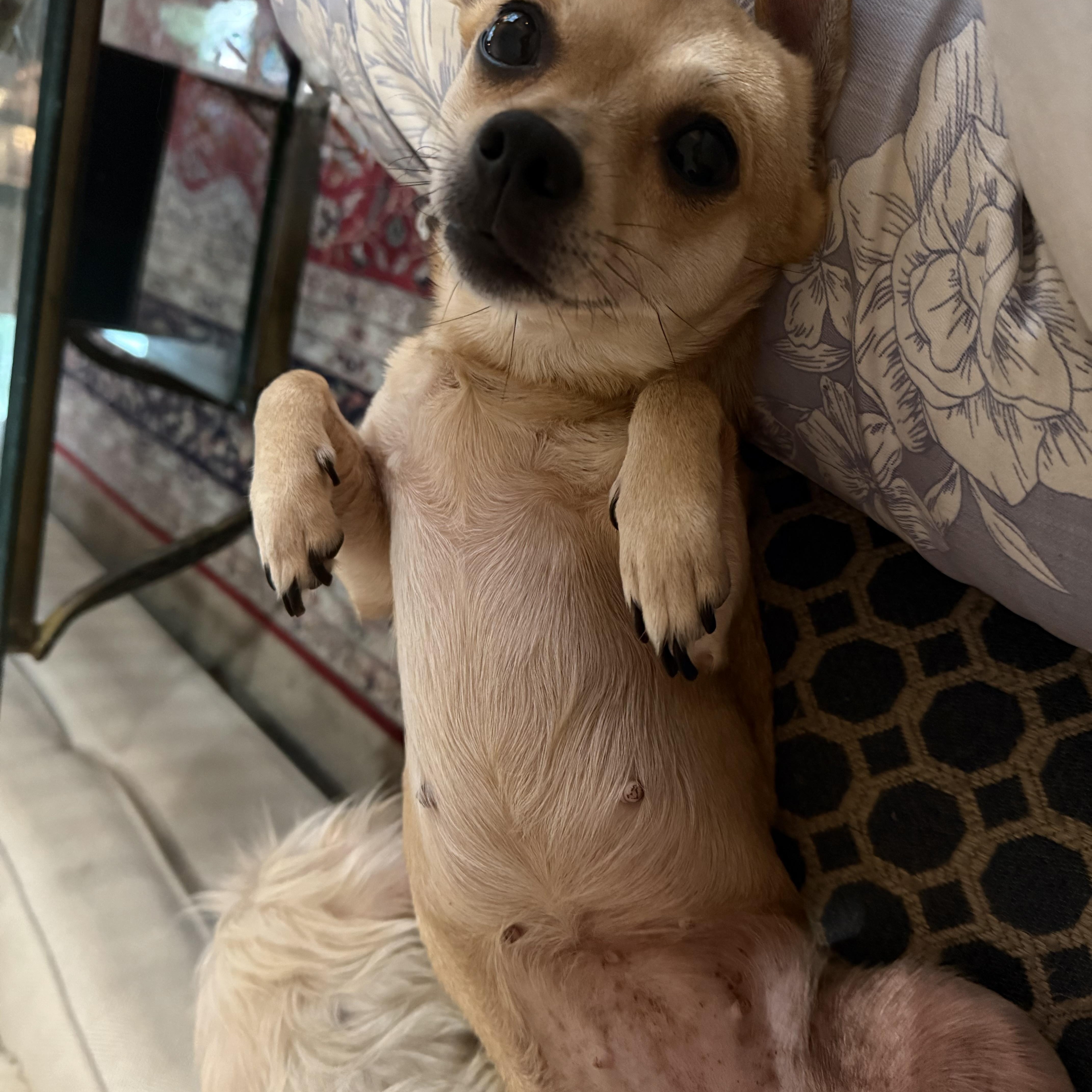 Annie, a ADOPTABLE mixed breed in Bradenton, FL image 3/6