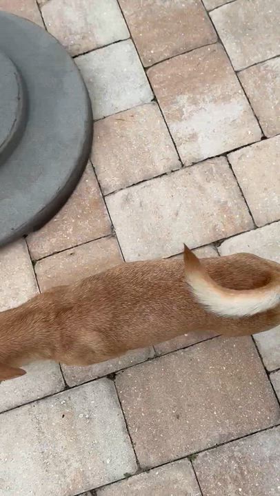 Enlarge Annie, a ADOPTABLE mixed breed in Bradenton, FL video 4/6