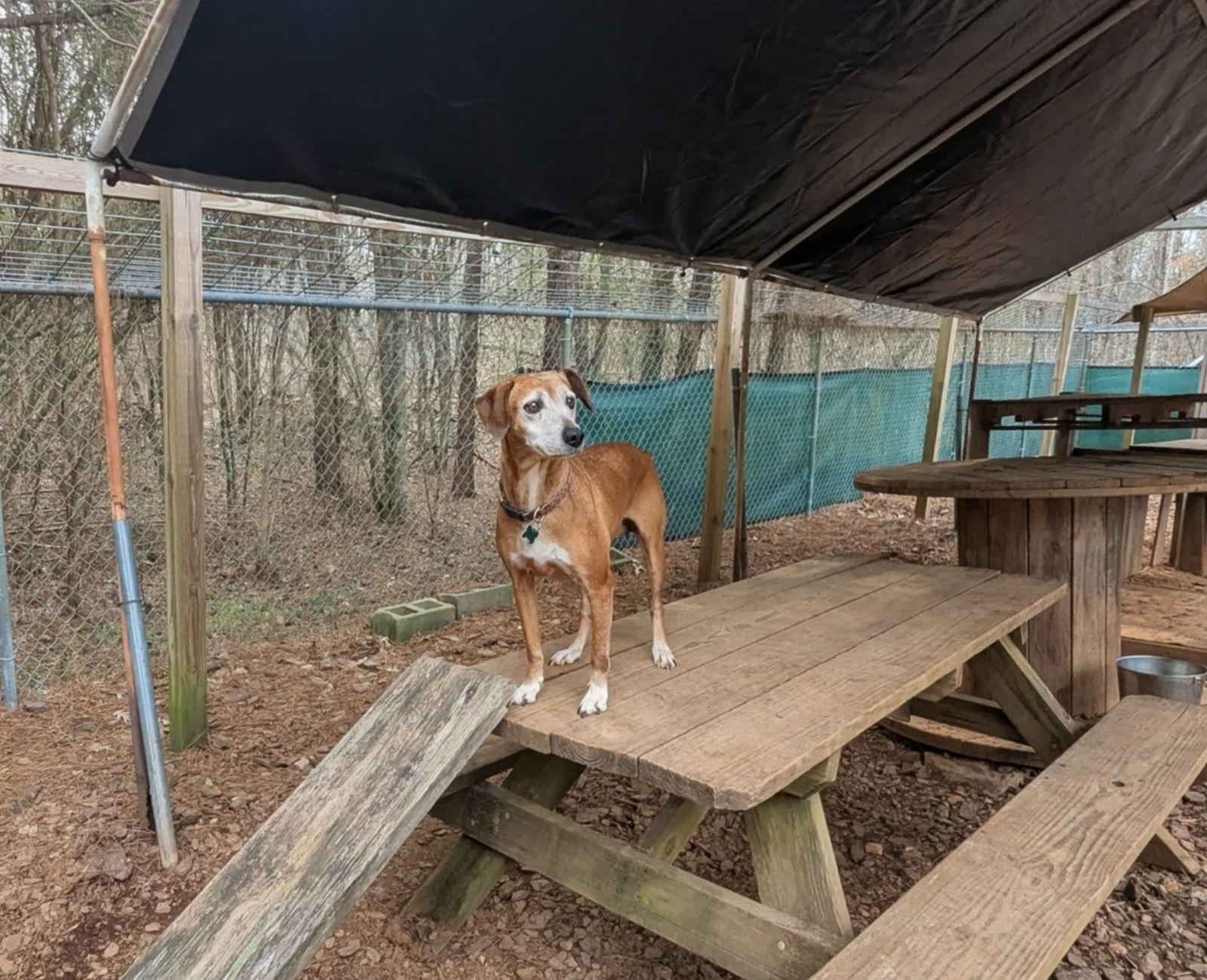 Enlarge Amelia, a Adoptable Mixed Breed in Mc Cormick, SC image 1/3