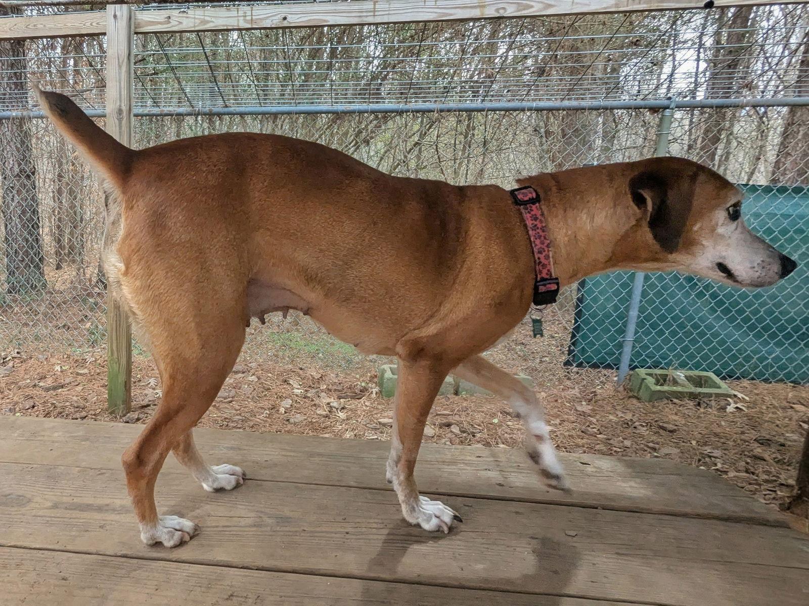 Enlarge Amelia, a Adoptable Mixed Breed in Mc Cormick, SC image 2/3