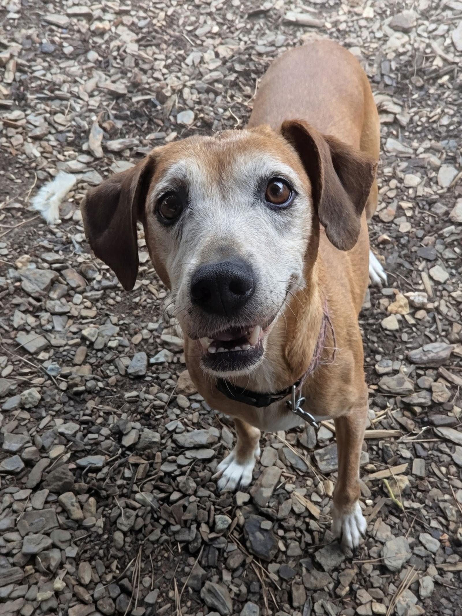 Enlarge Amelia, a Adoptable Mixed Breed in Mc Cormick, SC image 3/3