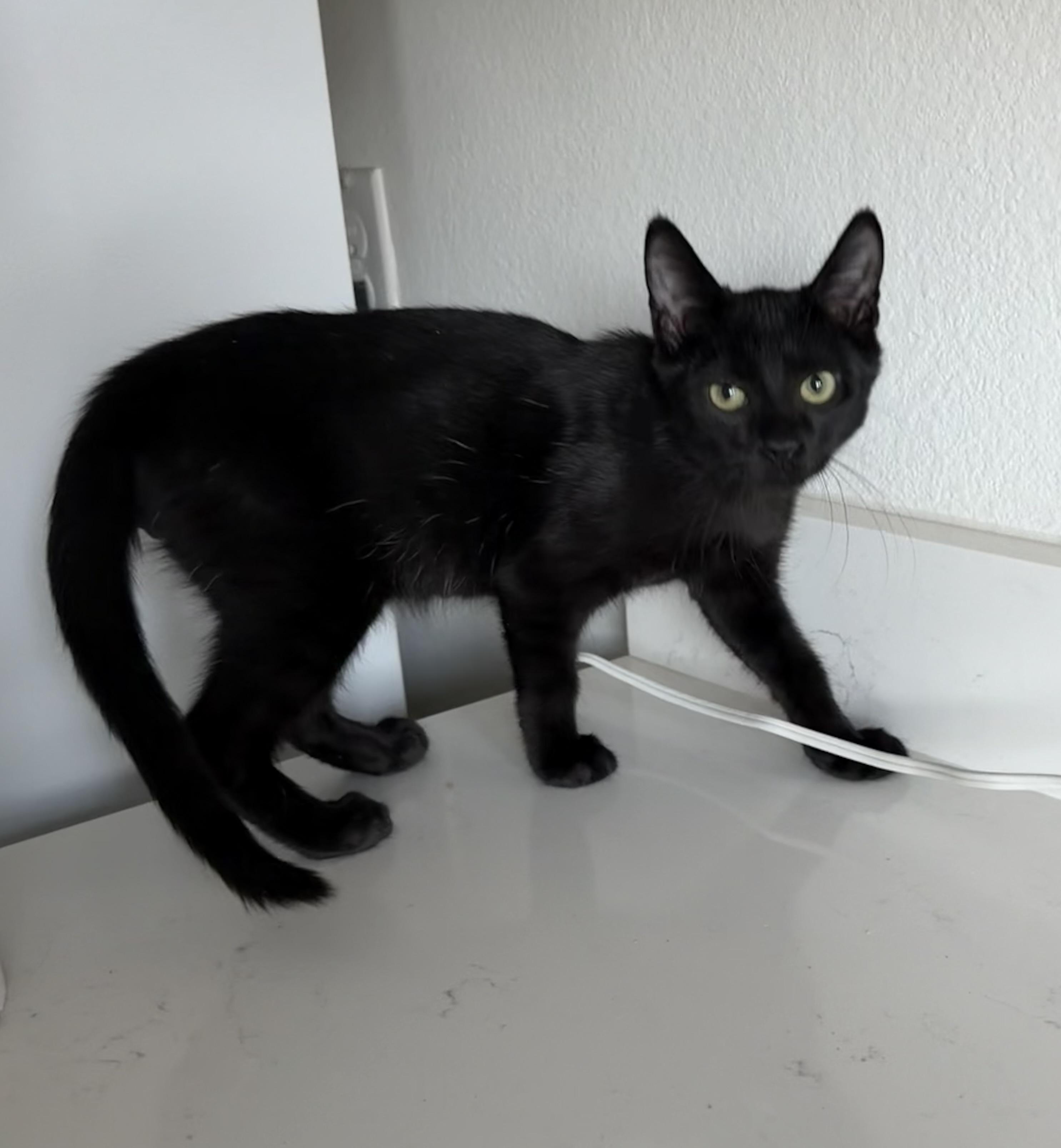 Enlarge Kiran - Riley Fuzzell, a Adopted Domestic Short Hair in Spring, TX image 6/6