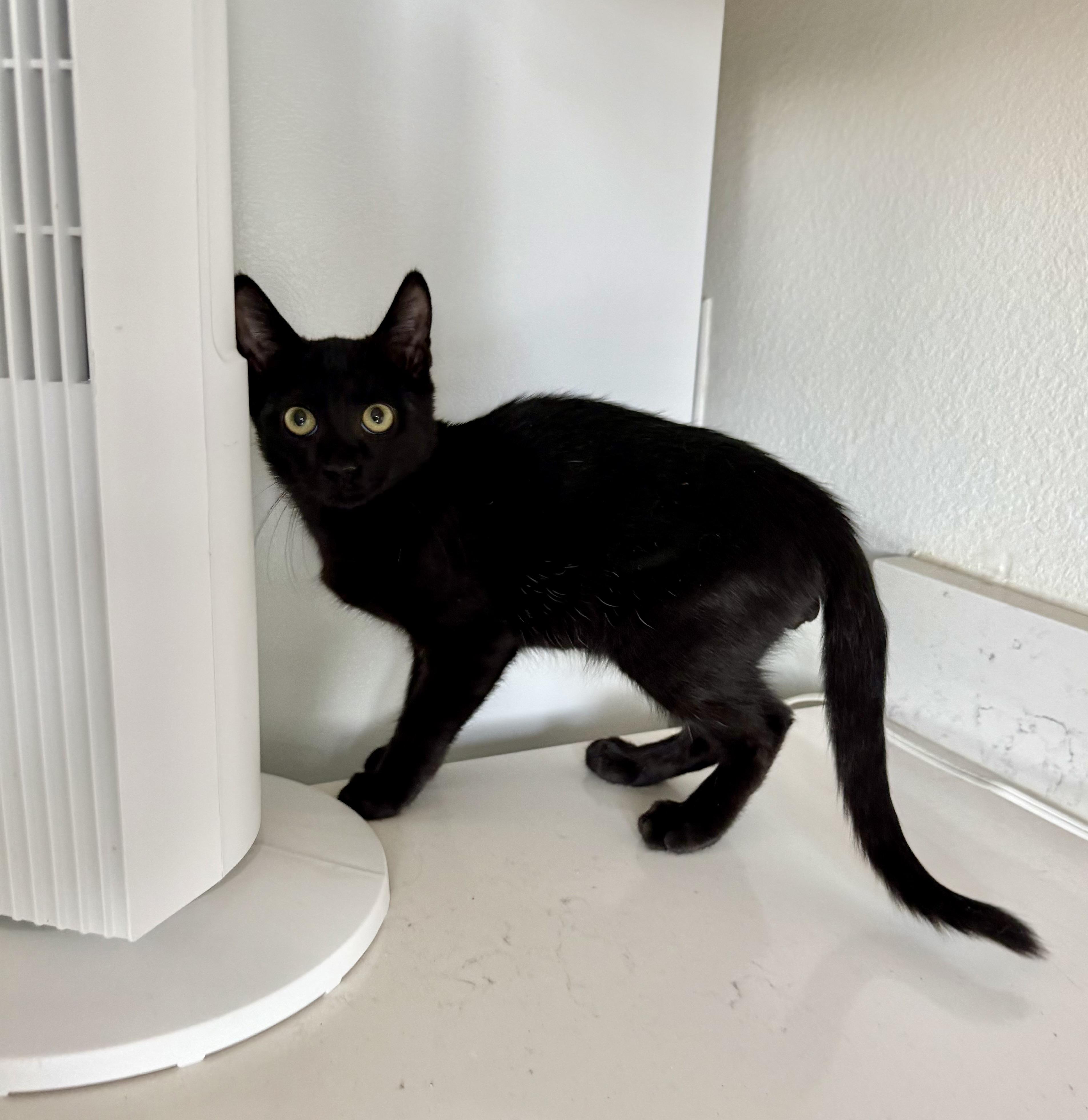 Enlarge Kiran - Riley Fuzzell, a Adopted Domestic Short Hair in Spring, TX image 2/6