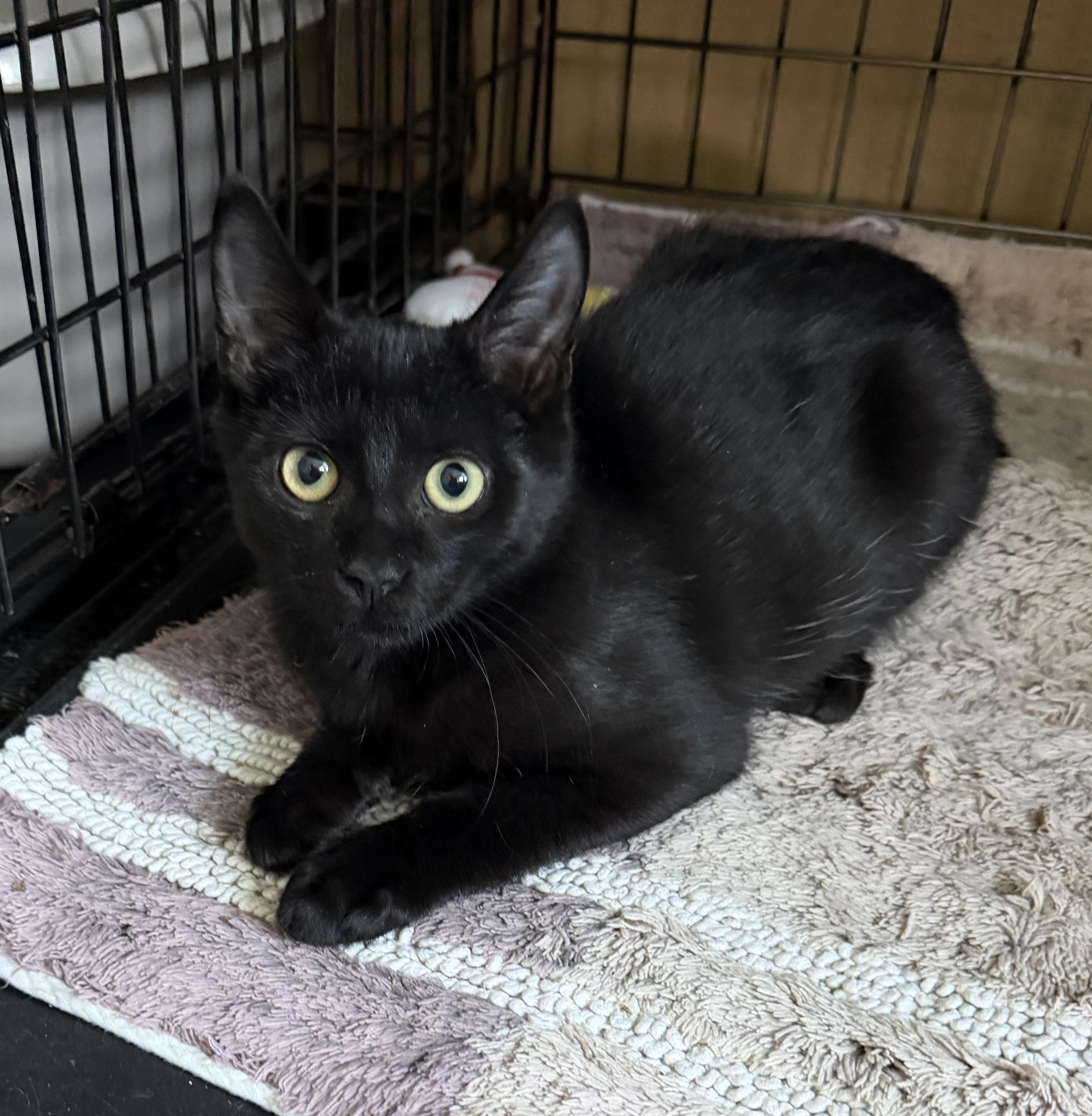 Kiran - Riley Fuzzell, Adopted, Kitten Male Domestic Short Hair.