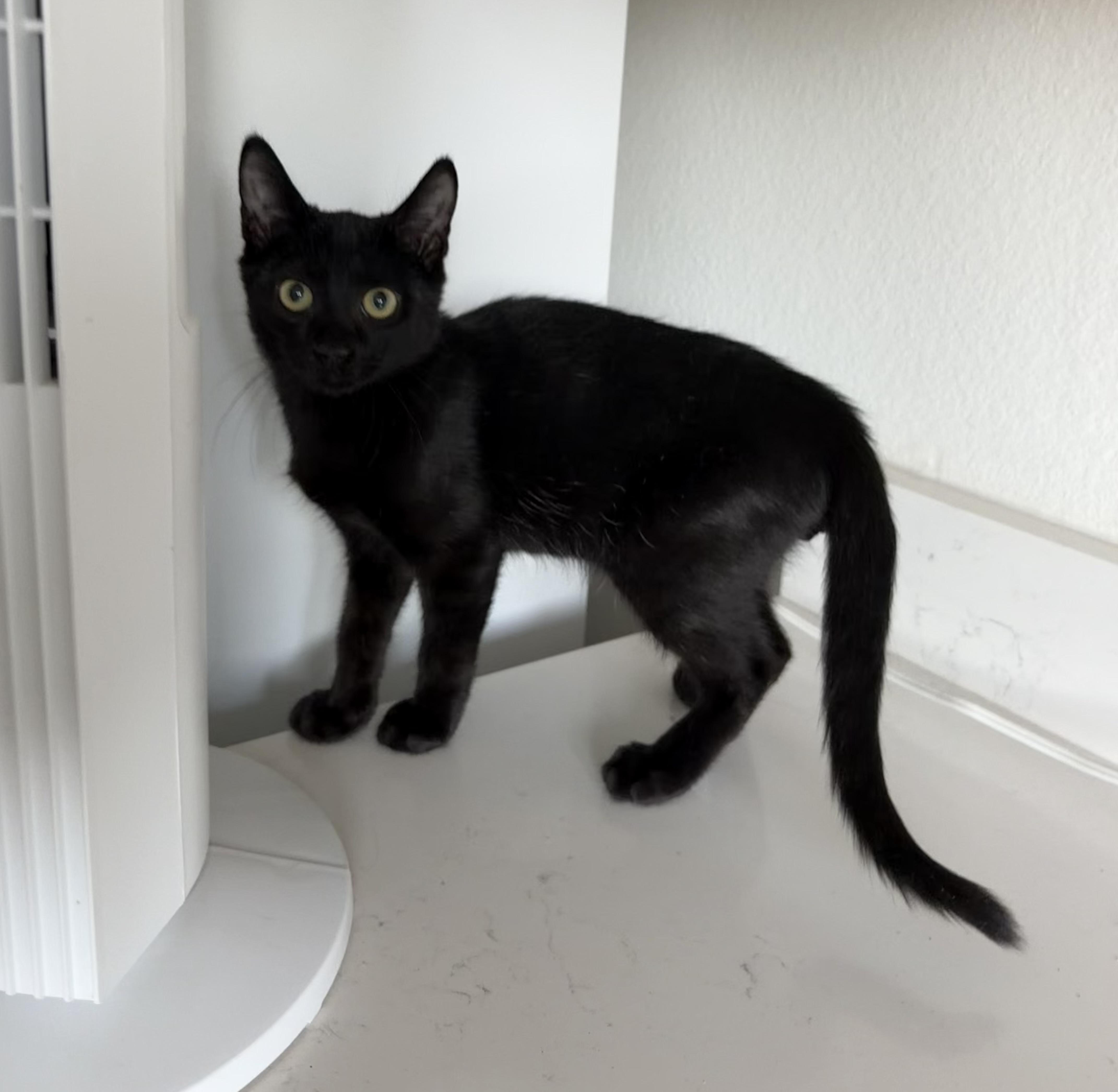 Enlarge Kiran - Riley Fuzzell, a Adopted Domestic Short Hair in Spring, TX image 4/6