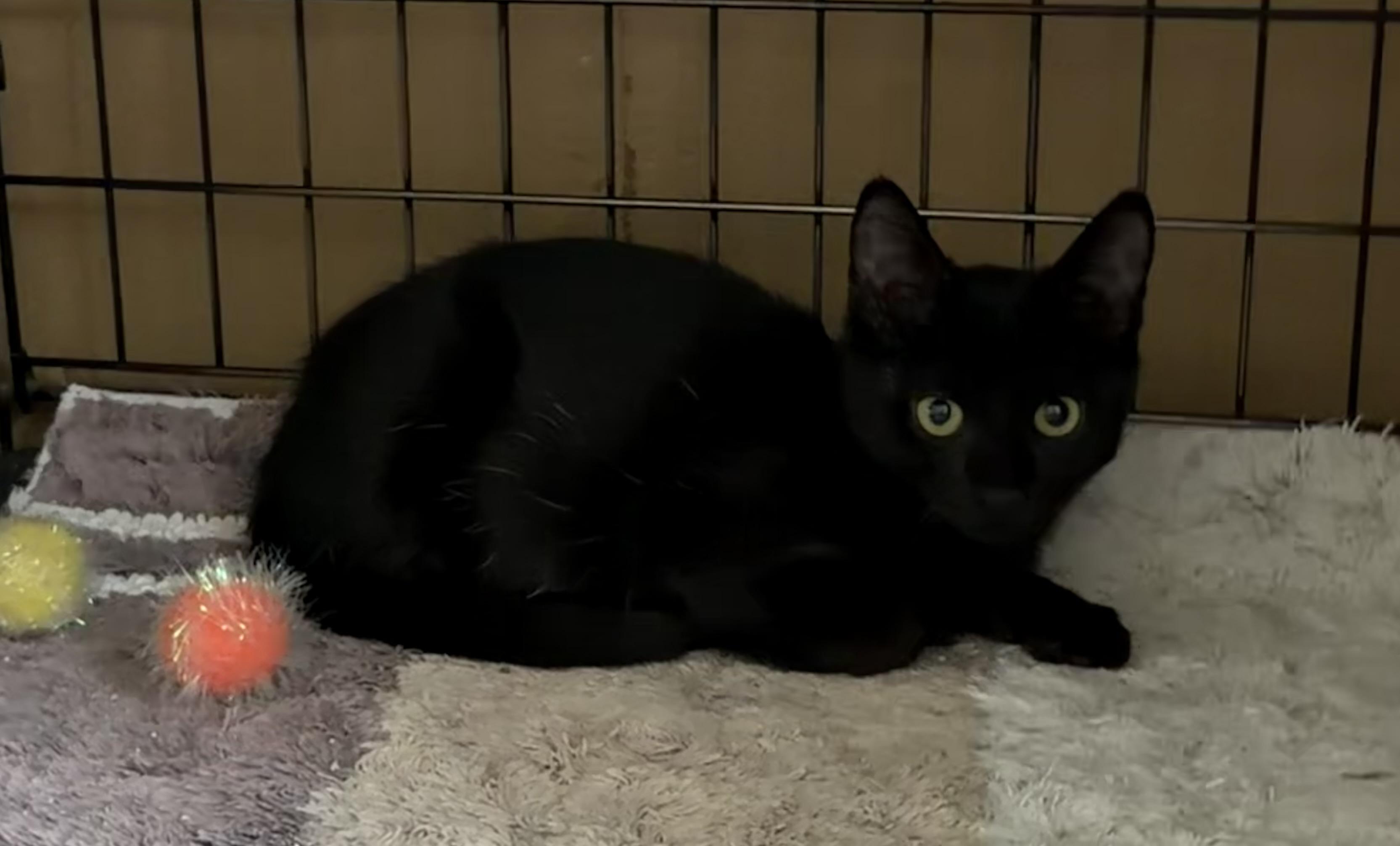 Enlarge Kiran - Riley Fuzzell, a Adopted Domestic Short Hair in Spring, TX image 5/6