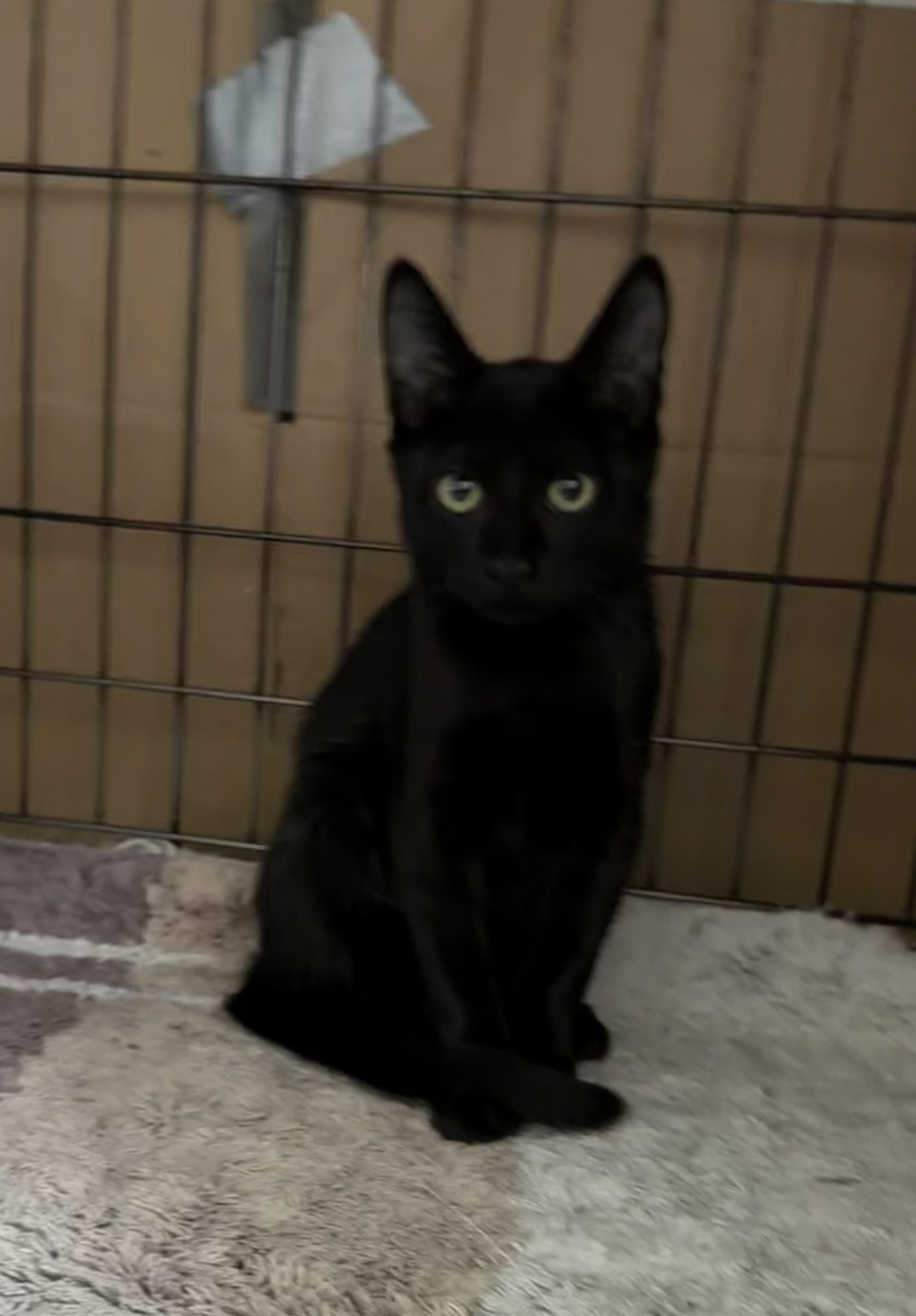 Enlarge Kiran - Riley Fuzzell, a Adopted Domestic Short Hair in Spring, TX image 3/6