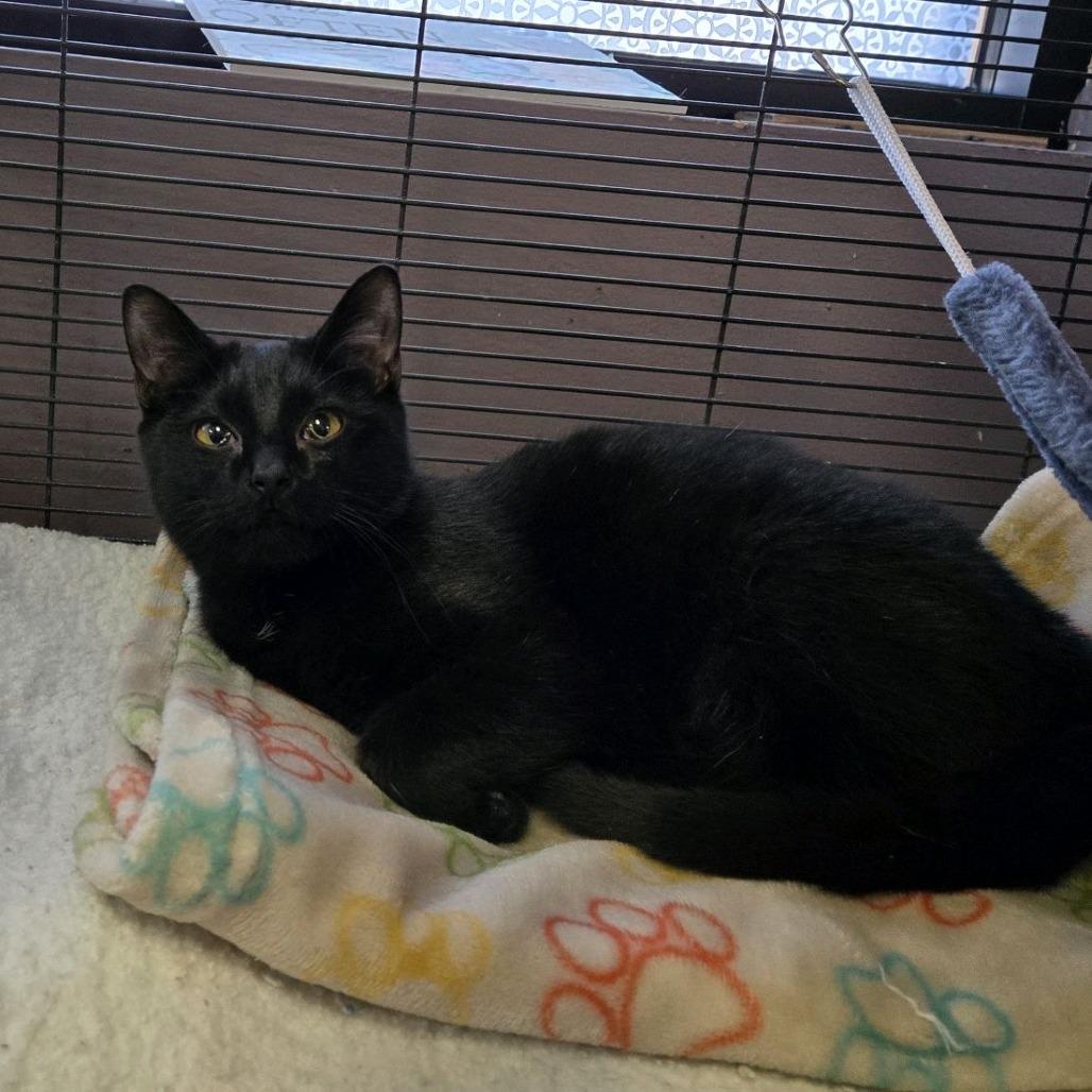 Enlarge Tyla, a Adoptable Domestic Short Hair in Branson, MO image 4/4