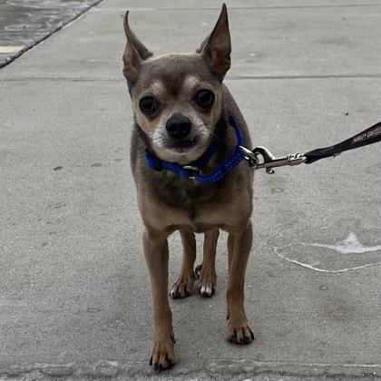 Enlarge Wally, an adopted Mixed Breed in Janesville, WI image 1/3
