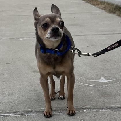 Enlarge Wally, an adopted Mixed Breed in Janesville, WI image 3/3