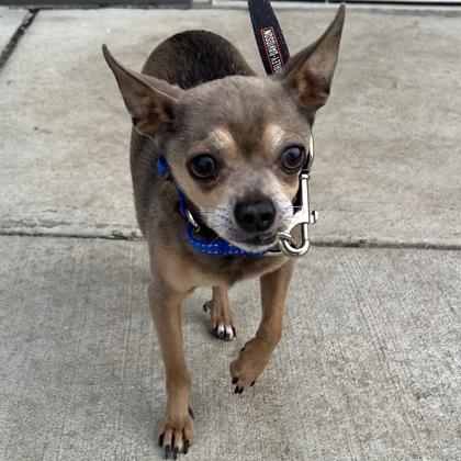 Enlarge Wally, an adopted Mixed Breed in Janesville, WI image 2/3