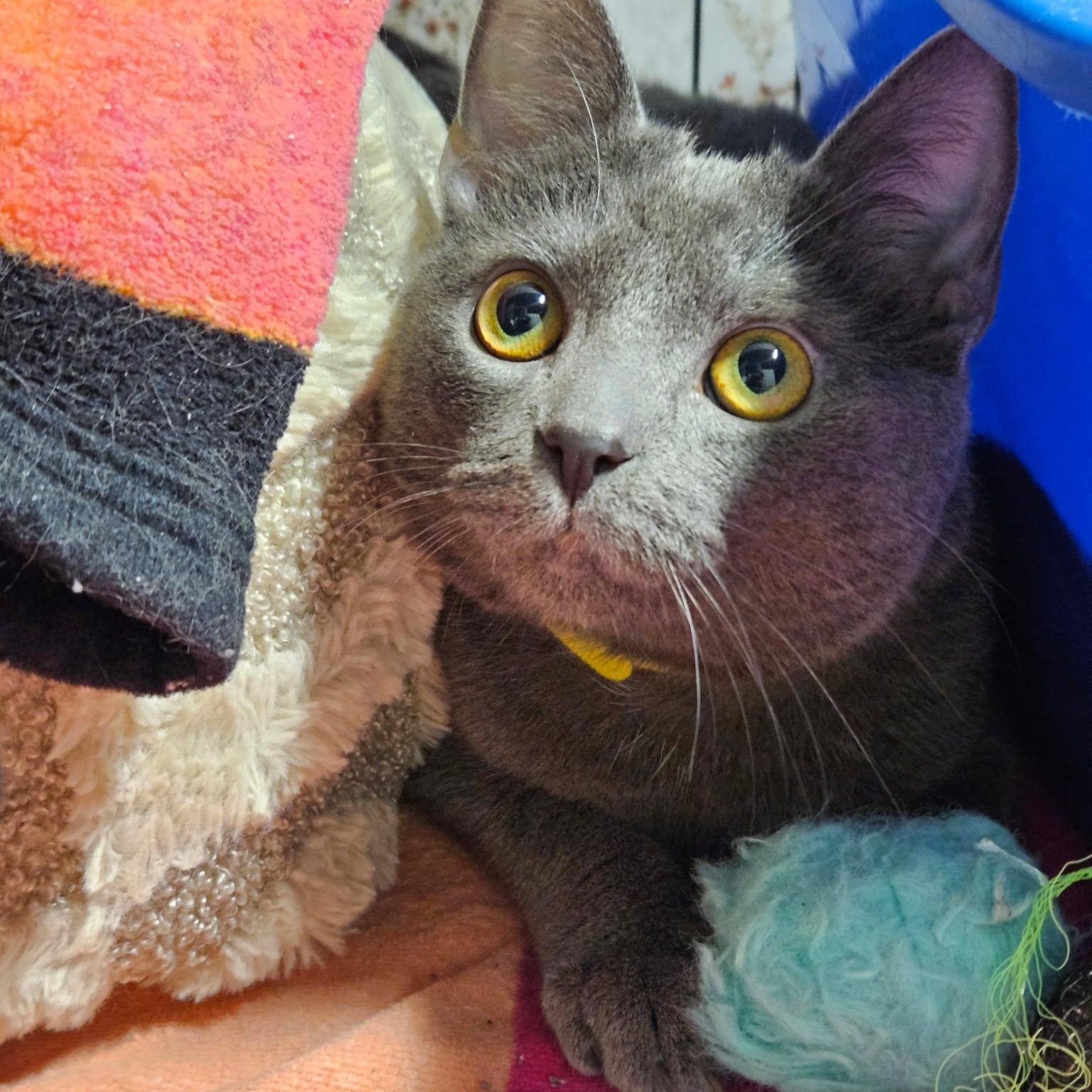 Big, ADOPTABLE, Young Male Russian Blue.