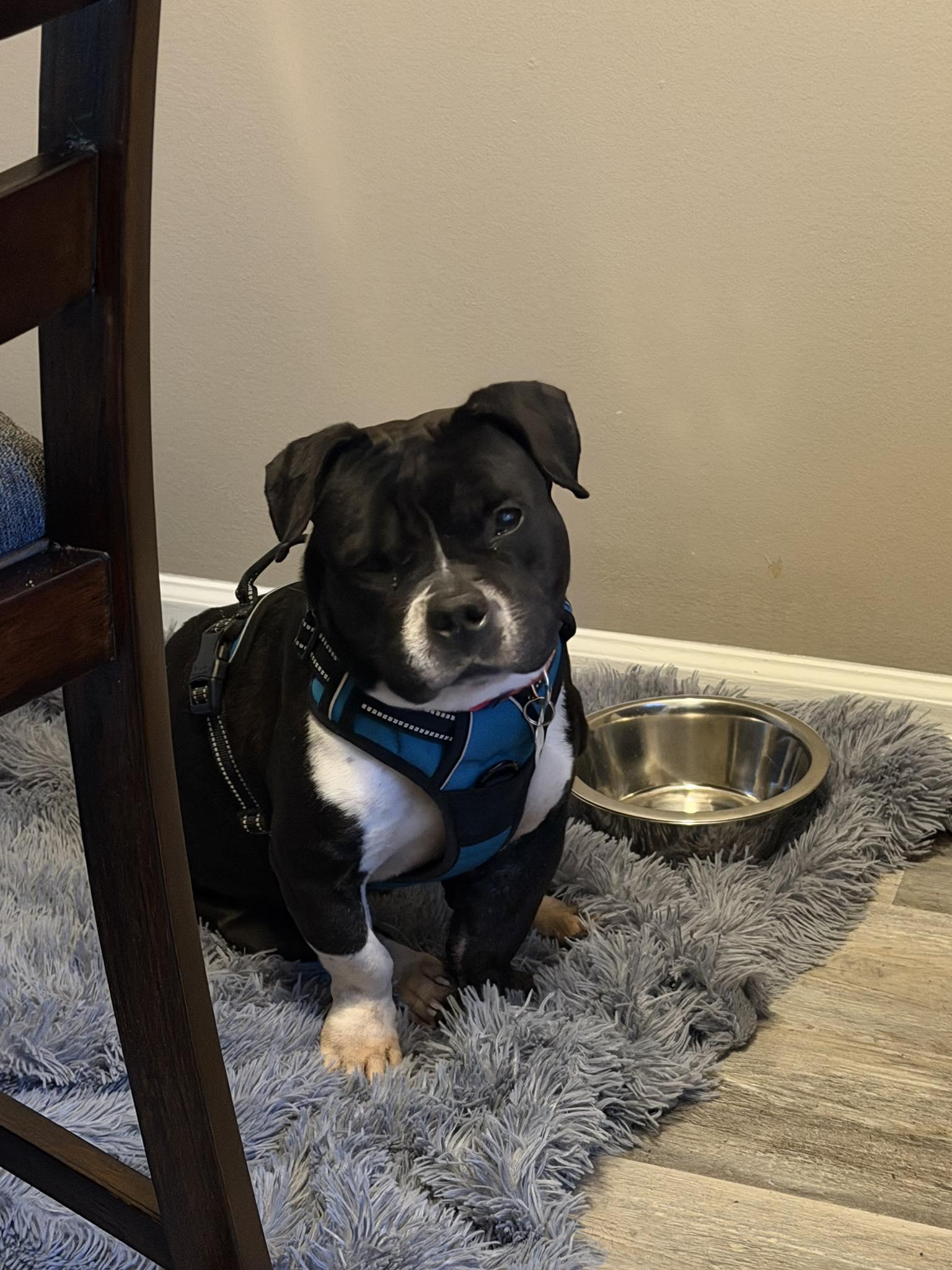 Enlarge Guava, an adoptable mixed breed in Palatine, IL image 5/5