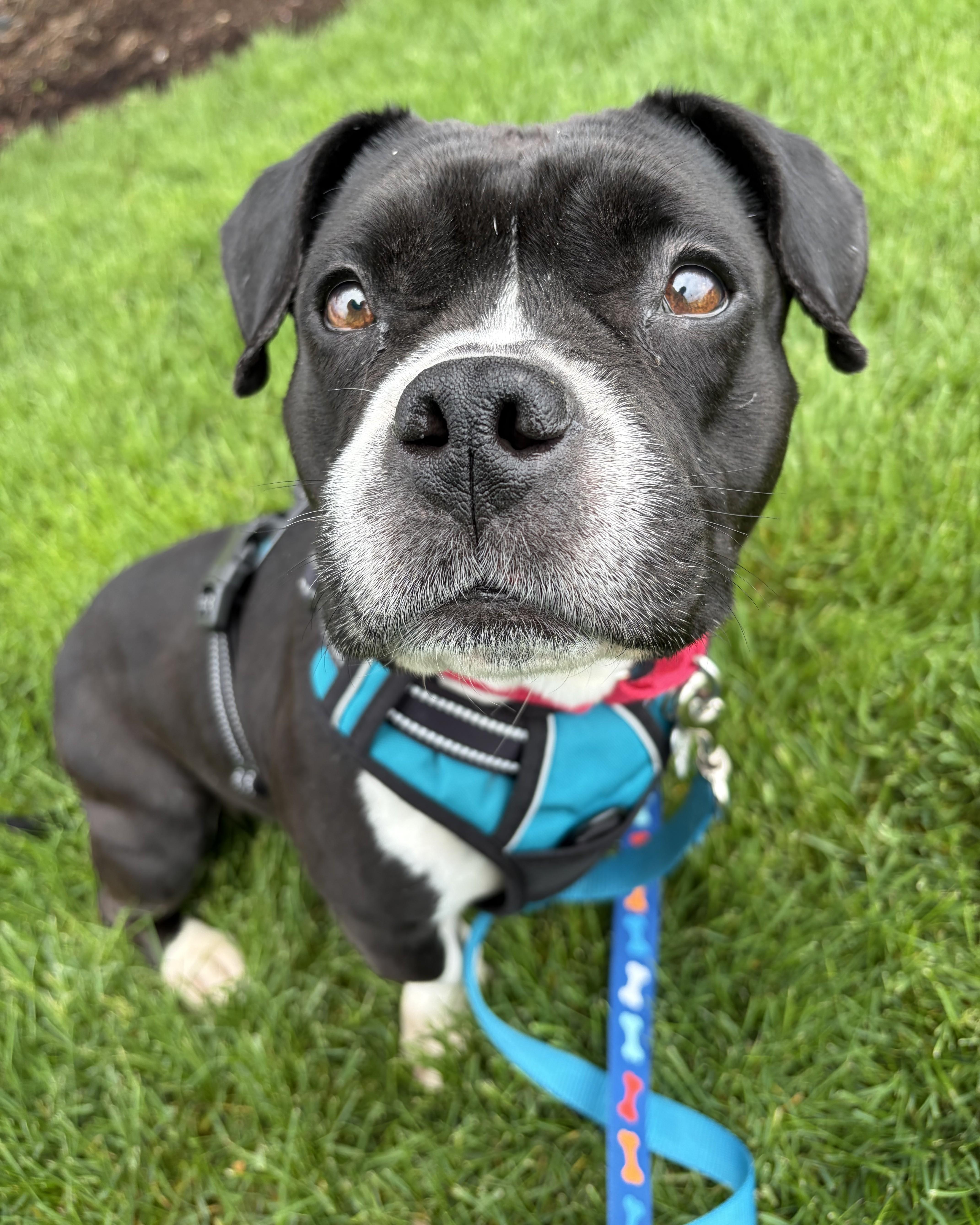 Enlarge Guava, an adoptable mixed breed in Palatine, IL image 1/5