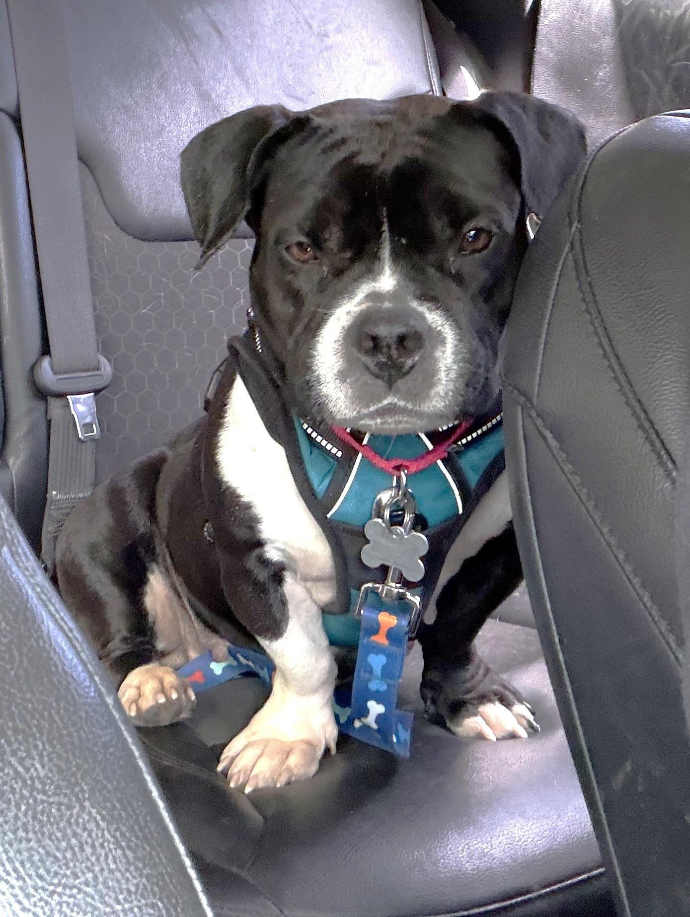 Enlarge Guava, an adoptable mixed breed in Palatine, IL image 2/5