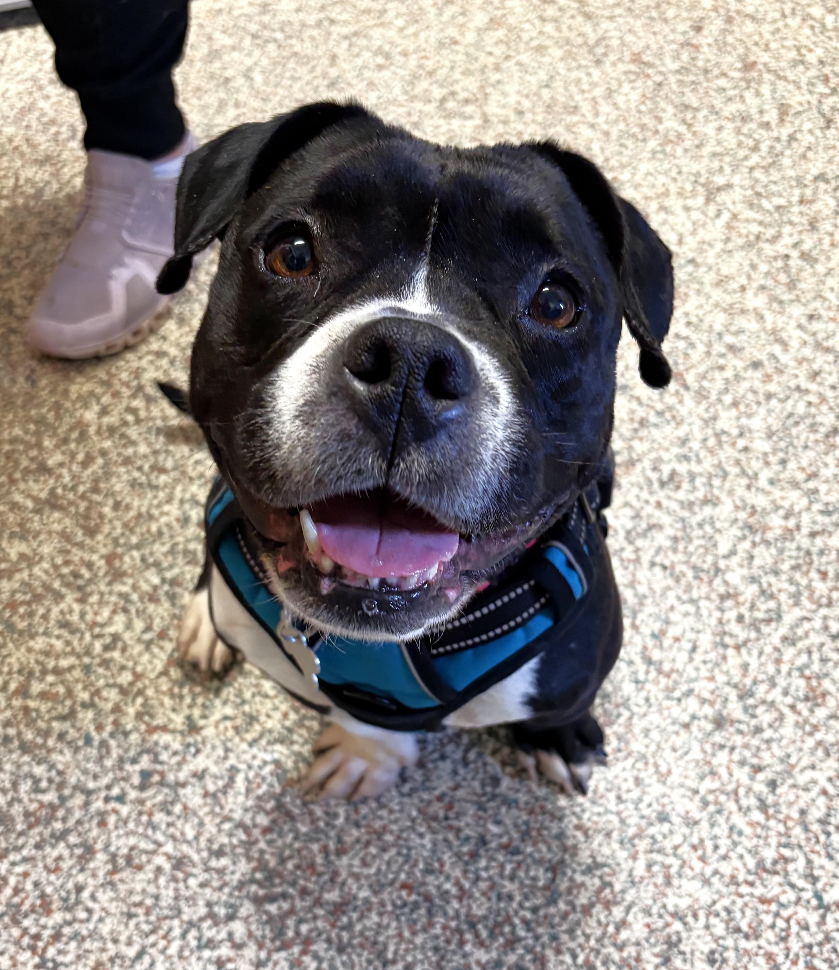Enlarge Guava, an adoptable mixed breed in Palatine, IL image 3/5