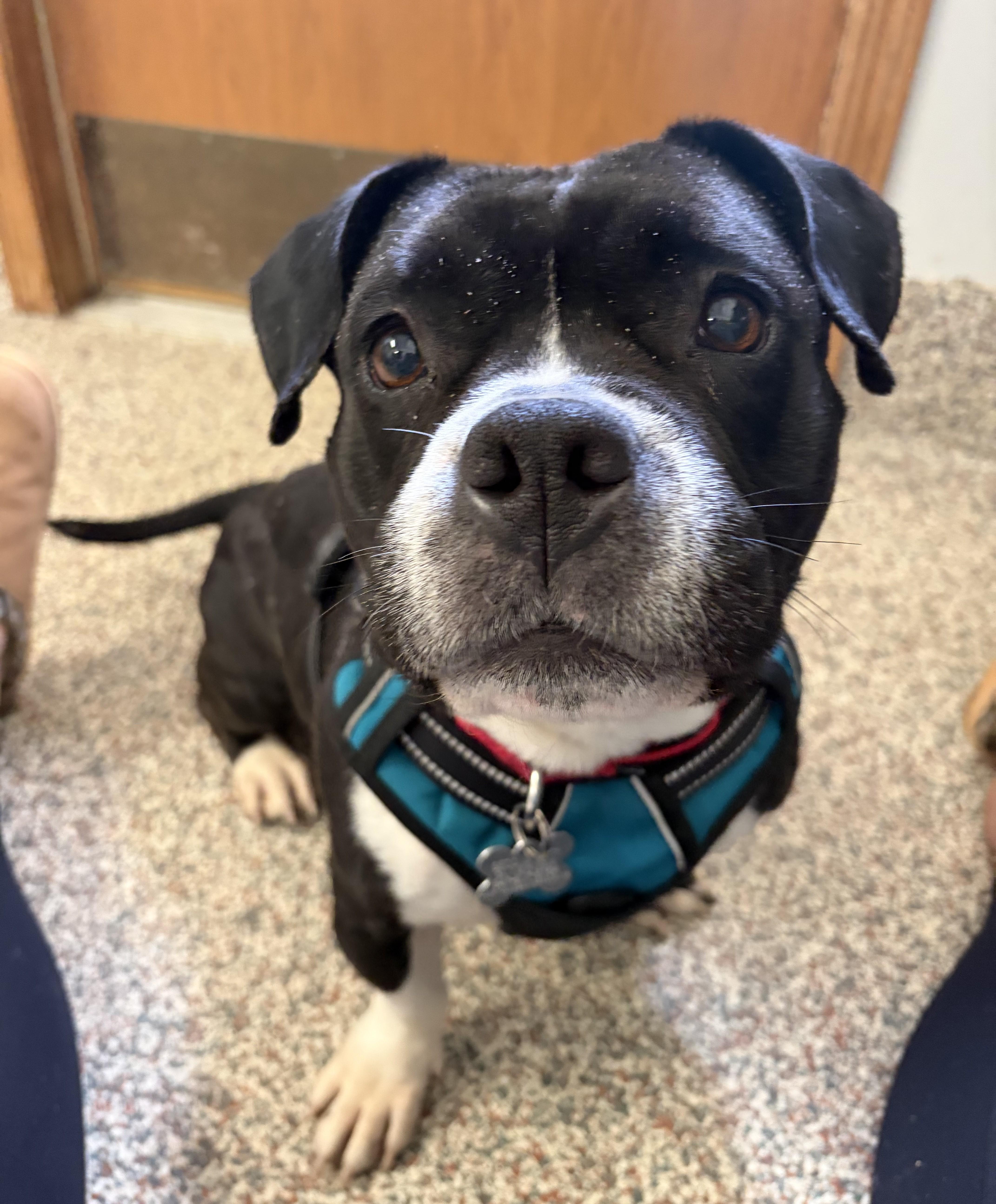 Enlarge Guava, an adoptable mixed breed in Palatine, IL image 4/5