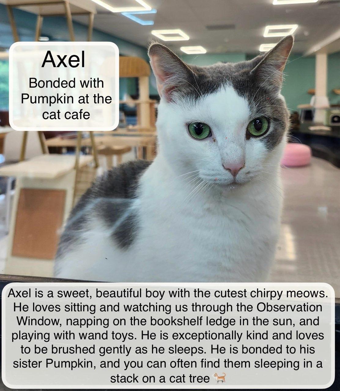 Axel & Pumpkin at Luna Cat Collective, Adoptable, Adult Male Domestic Short Hair.