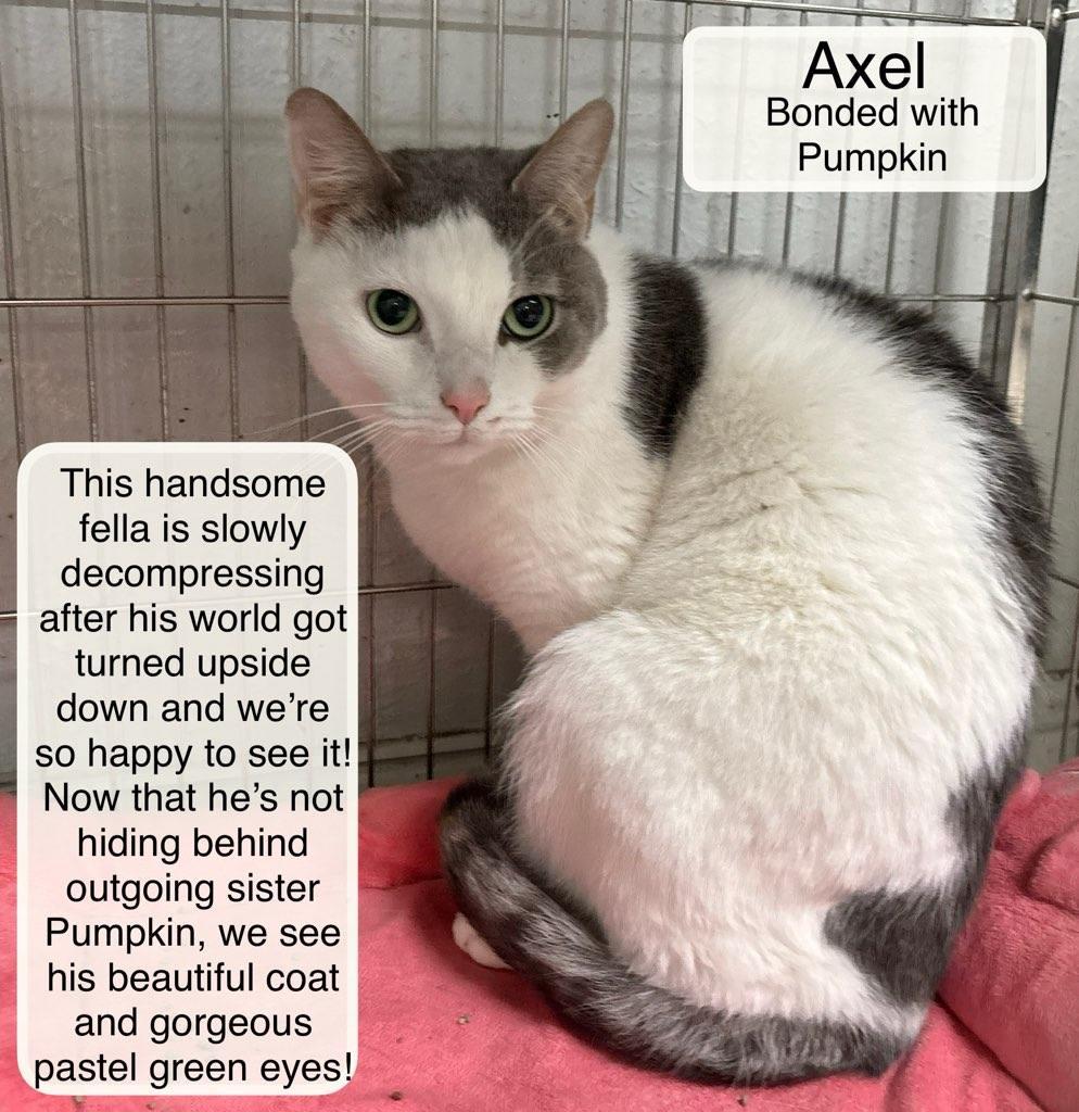 Axel & Pumpkin at Luna Cat Collective, a Adoptable Domestic Short Hair in Ellicott City, MD image 2/6