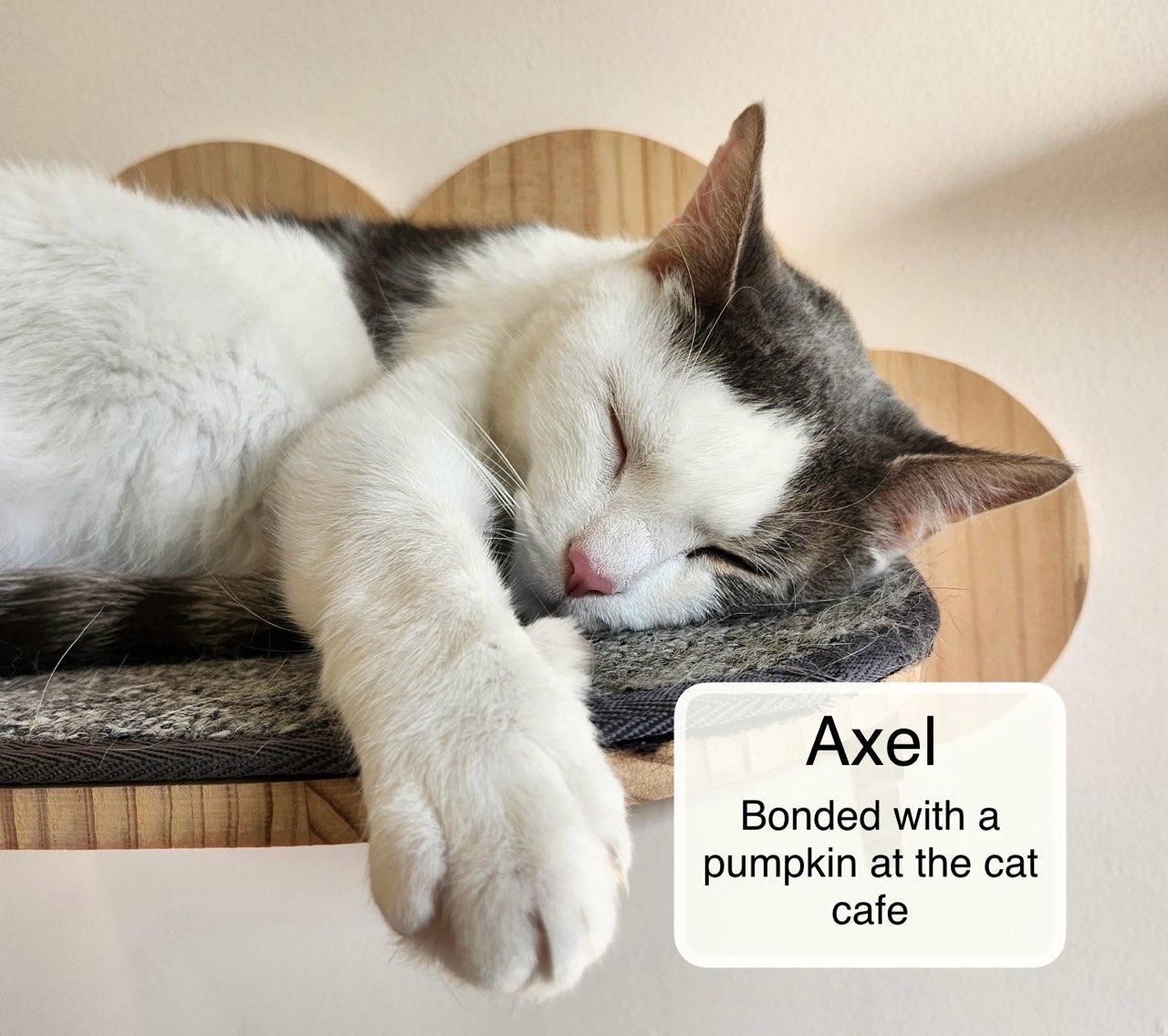 Axel & Pumpkin at Luna Cat Collective, a Adoptable Domestic Short Hair in Ellicott City, MD image 2/4